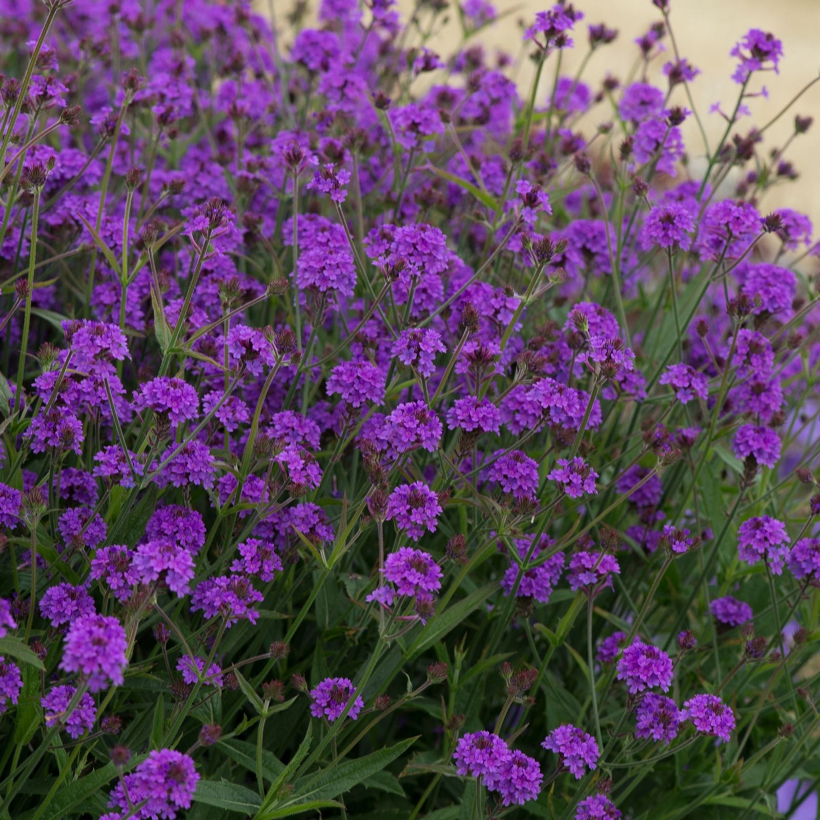 Plants 2 Gardens Purple Plants2gardens Verbena Santos 6X5cm Garden Ready Plants