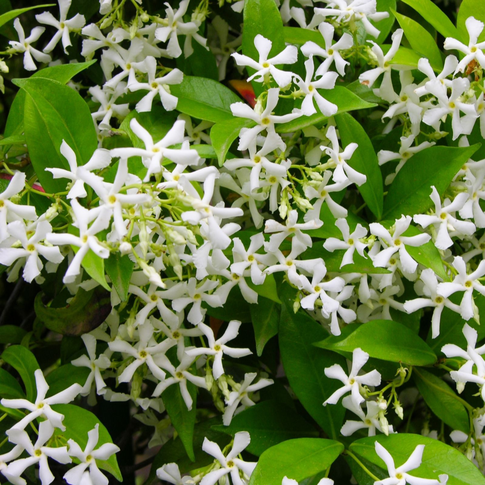 Hayloft Plants White/Cream 2X 3Ft Trachelospermum Jasminoides 2 Litre On Cane