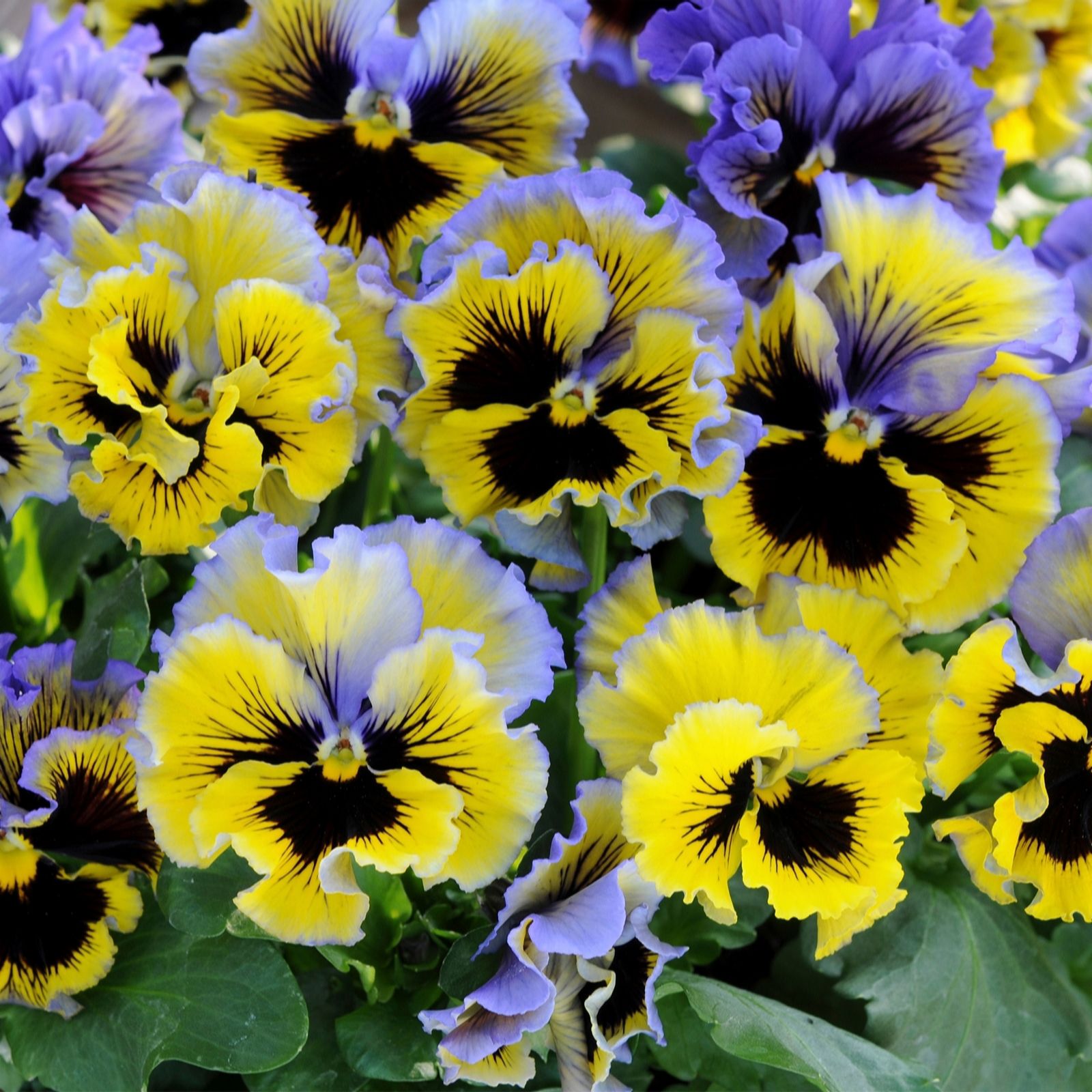 Richard Jackson Yellow/Blue Pansy Swirl 5X 6Cm Pots