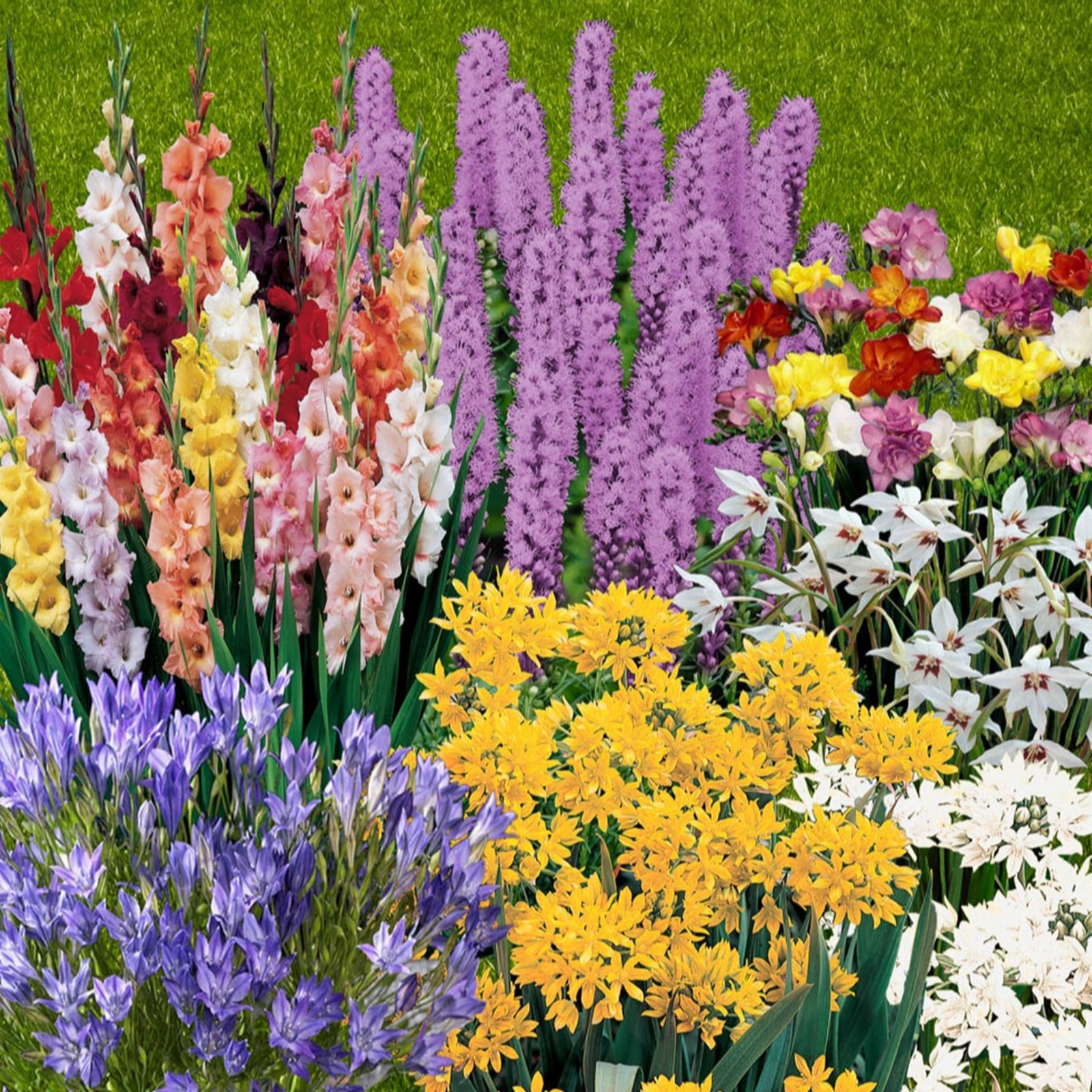 Yougarden Summer Flowering Bulb Collection X300
