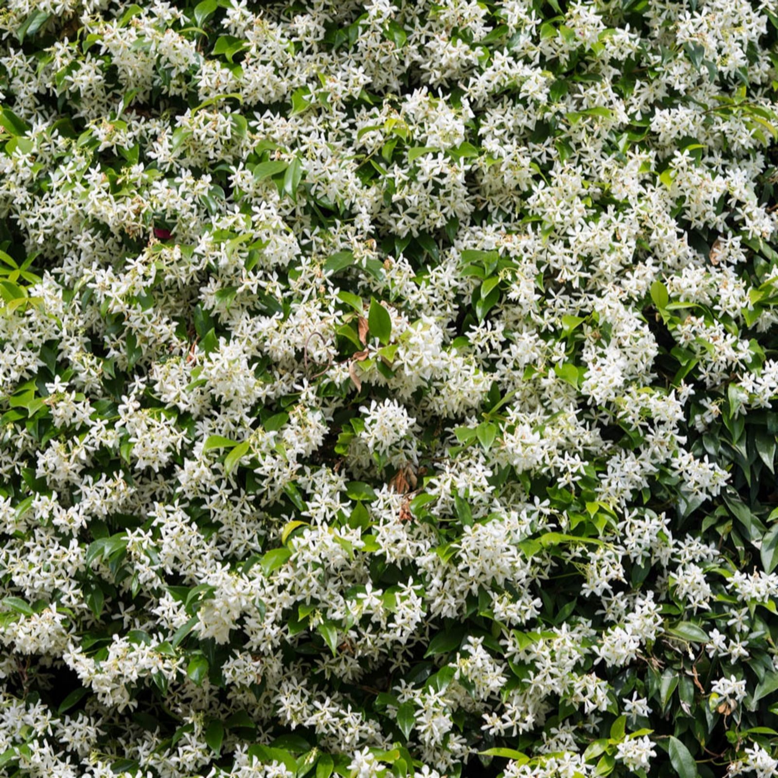 Yougarden White/Purple/Green Star Jasmine (Trachelospermum Jasminoides) In A 2L Pot