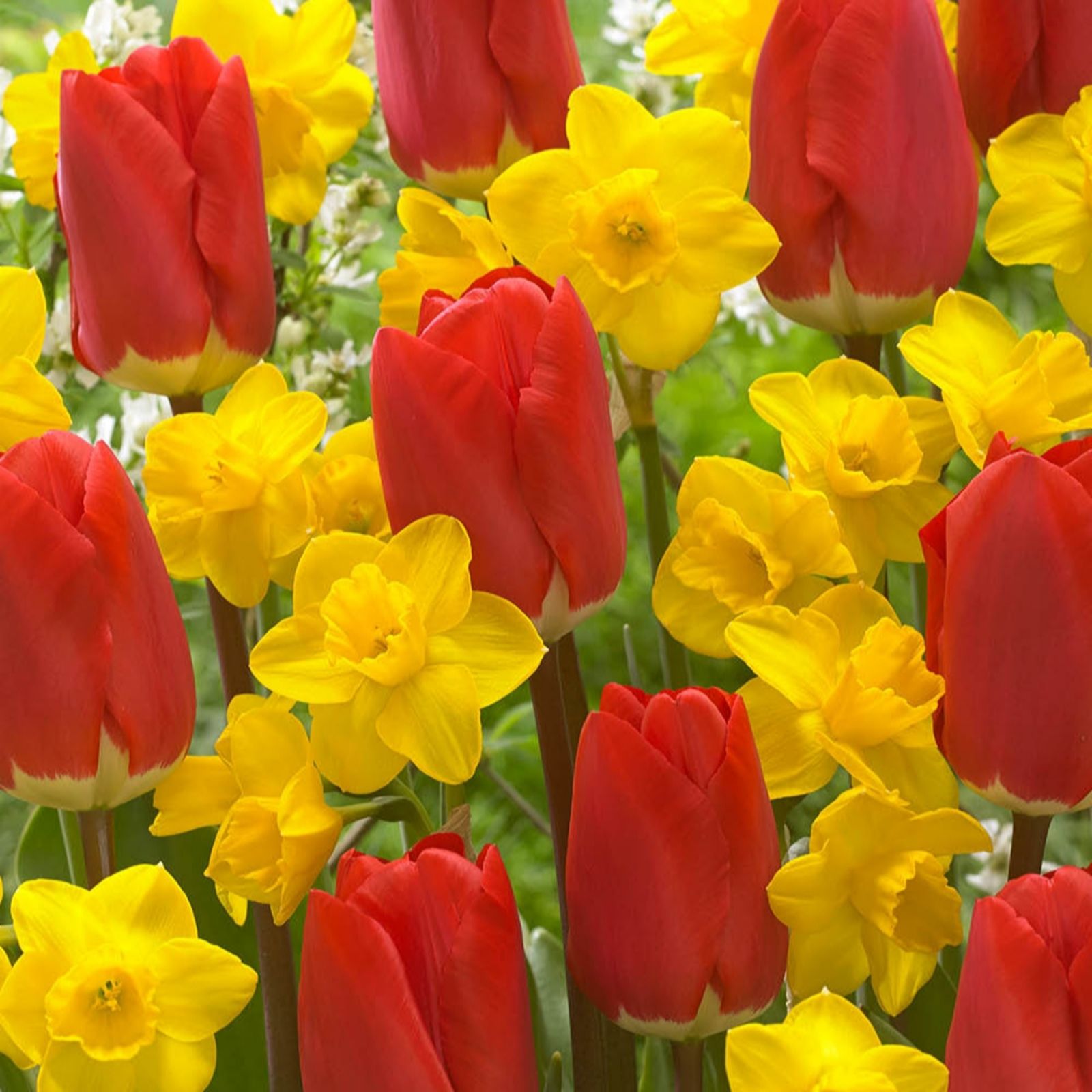 YouGarden Tete a Tete Tulip & Narcissus Bulb Pack - 100 Bulbs - Spring Flowering - Red & Yellow - Image 3