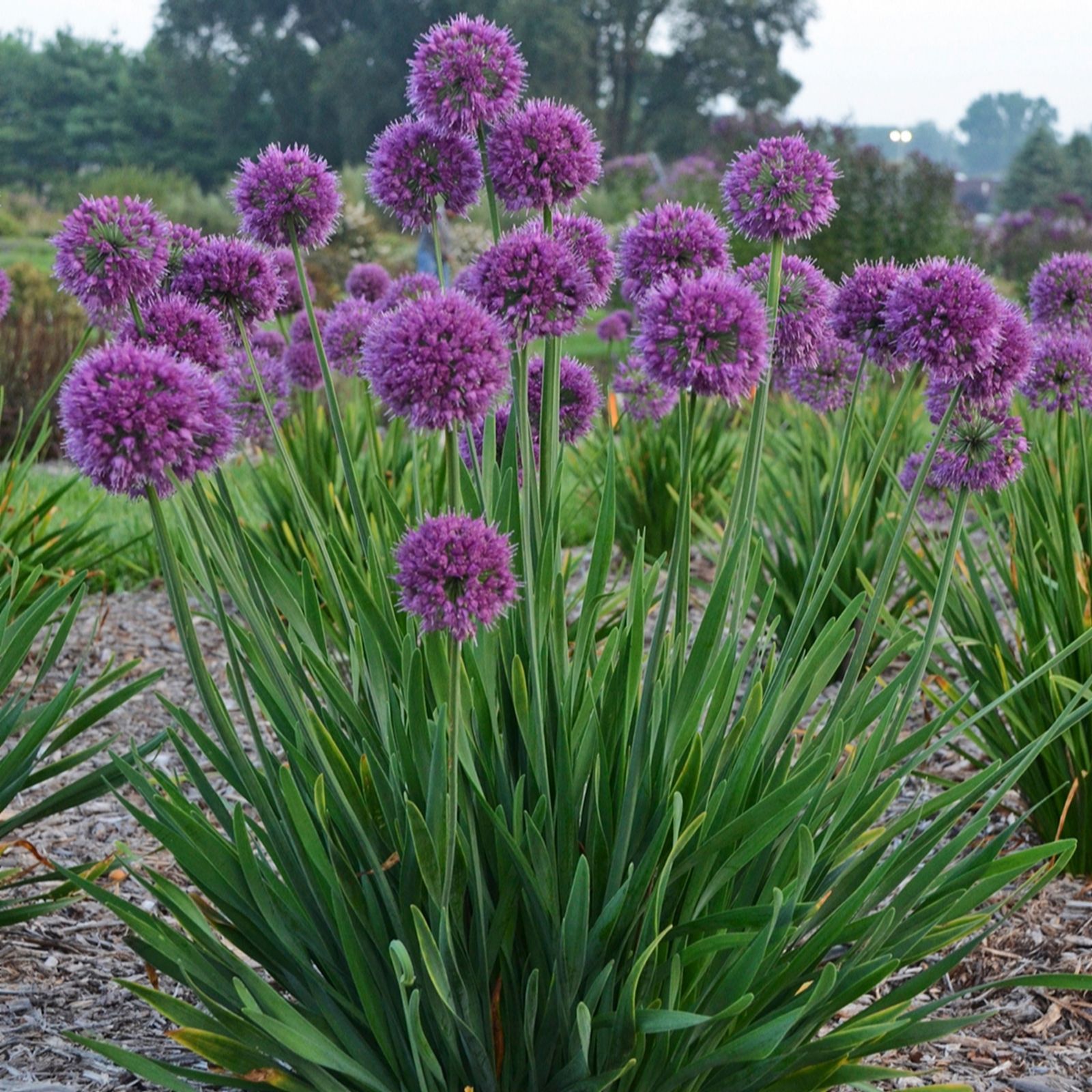 Richard Jackson Lavender Allium Bubbles 2X 9Cm Pots
