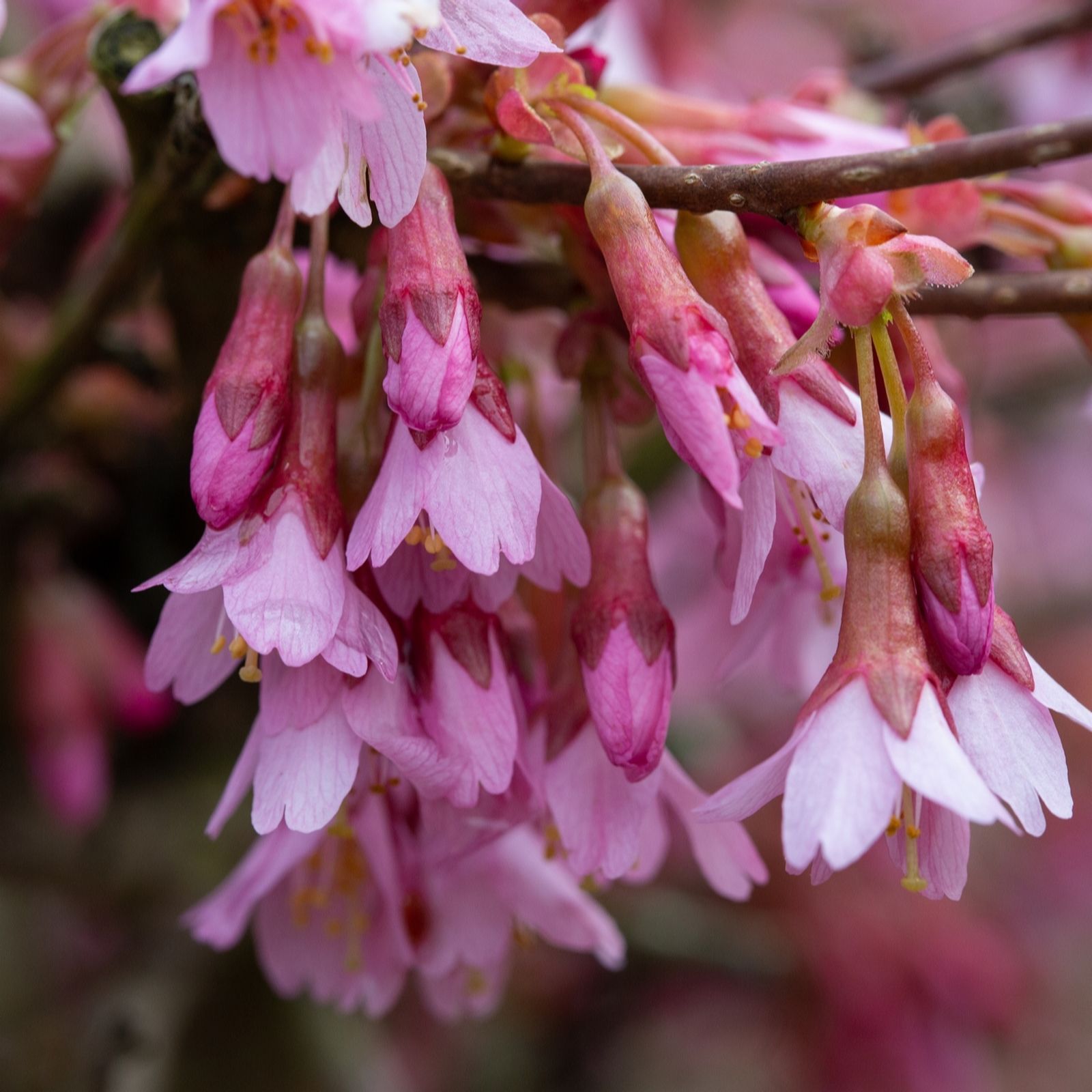 Frank P Matthews Pink Prunus Okame 12 Litre Container