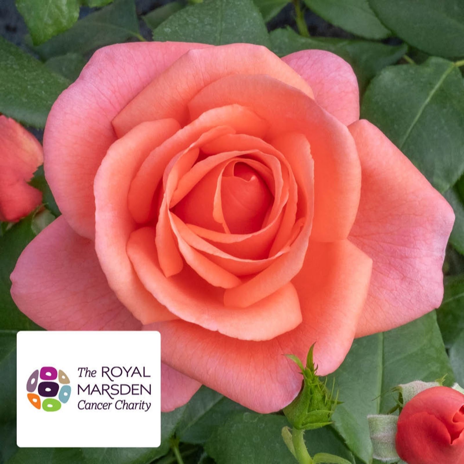 Harkness Roses Rose 'Catherine's Rose' In A 3L Pot