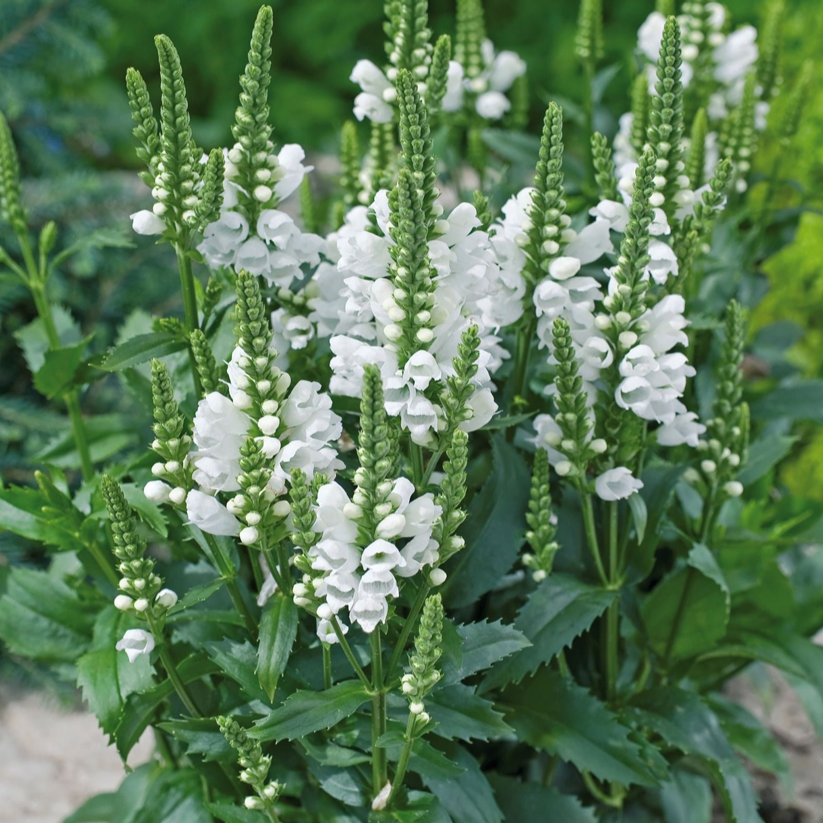 Plants 2 Gardens White Plants2gardens Physostegia 3 X 2Ltr