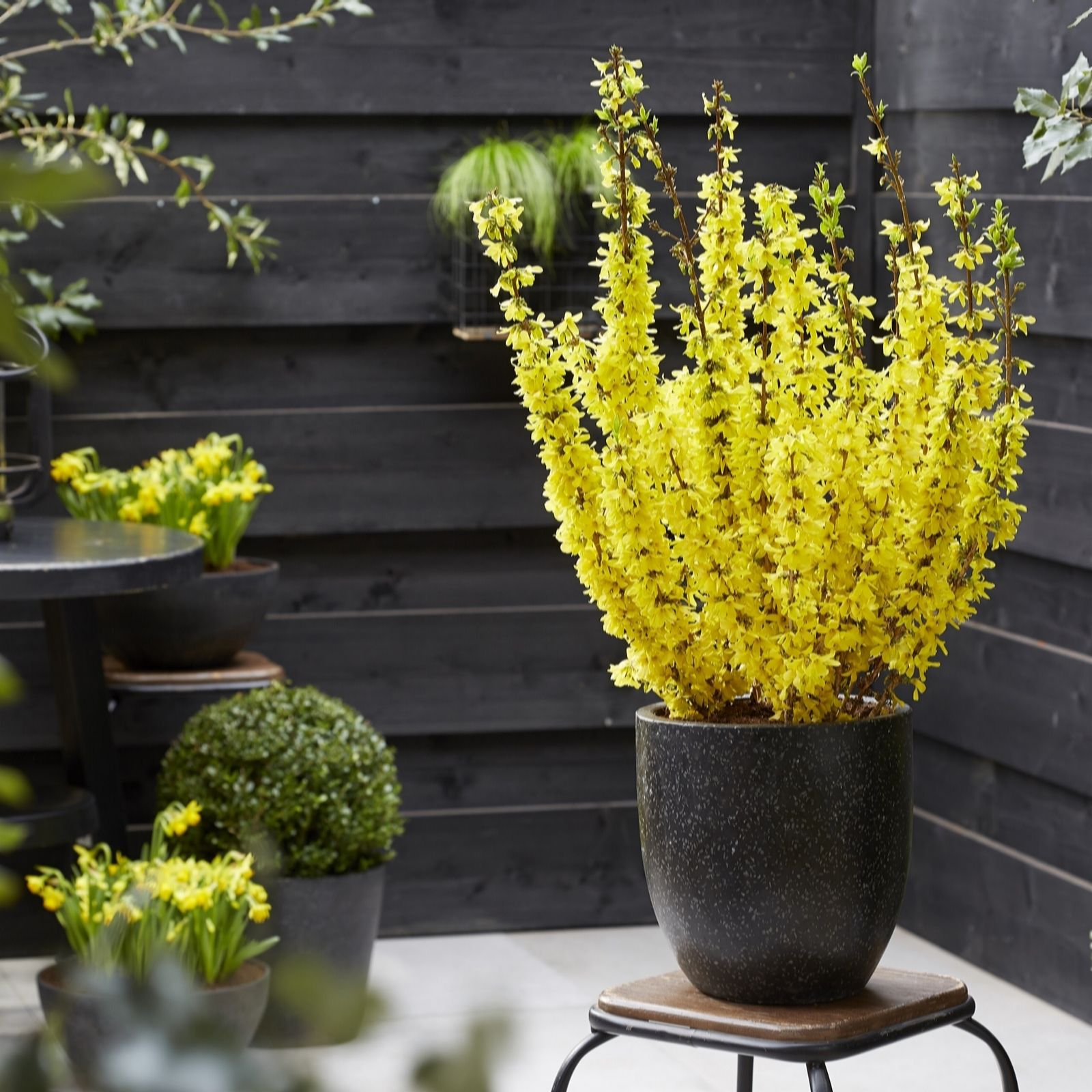 Hayloft Plants Gold Forsythia Mini 3X 9Cm Pots