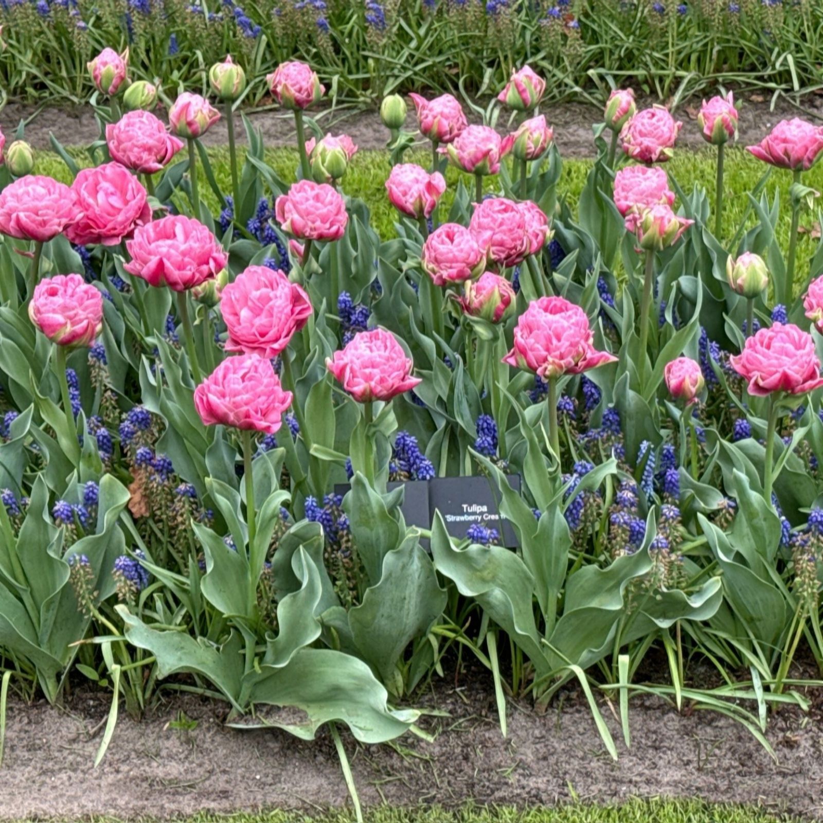Thompson & Morgan Cream Tulip Strawberry 8 Bulbs