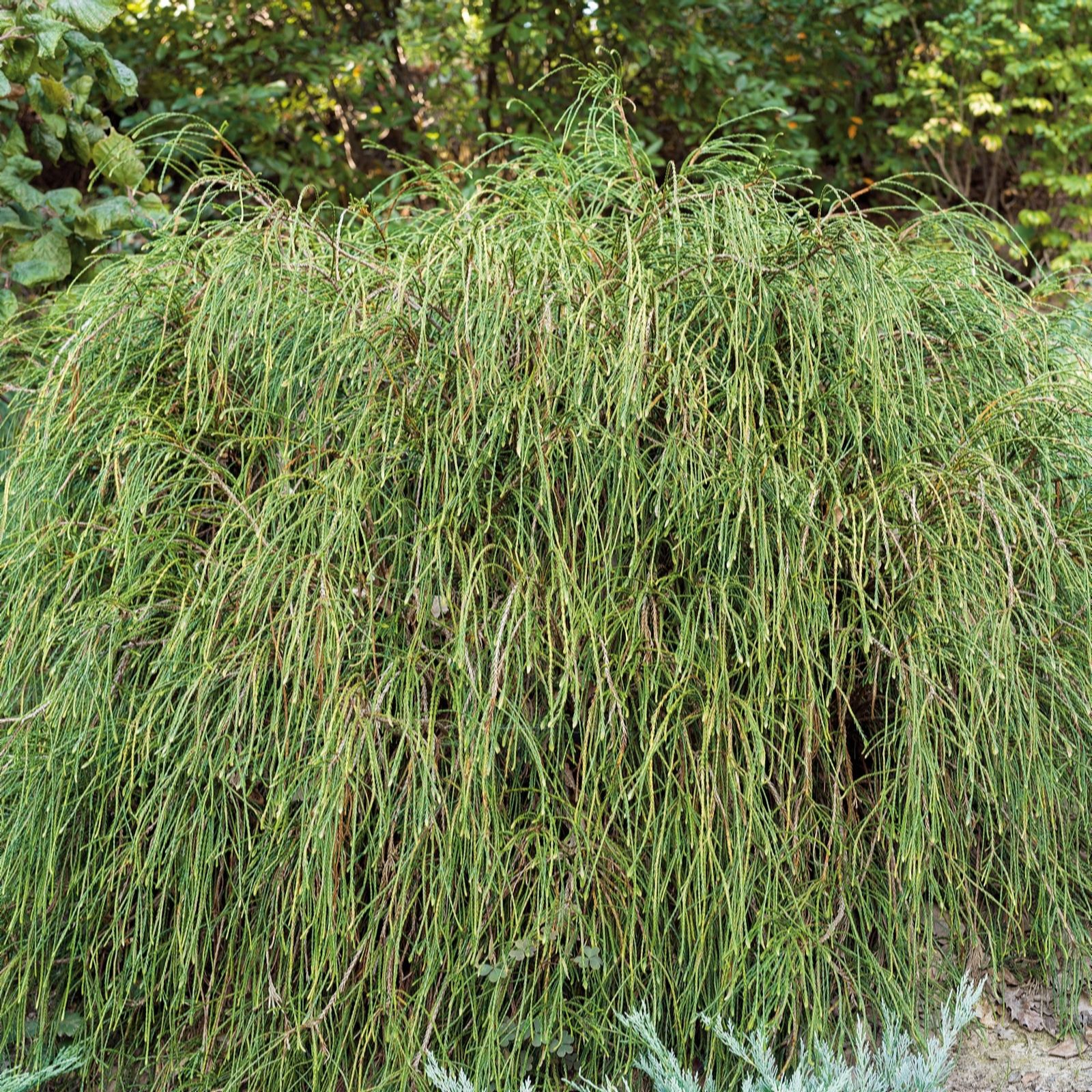 Plants 2 Gardens Bronze Plants2gardens Thuja Whipcord 3Ltr