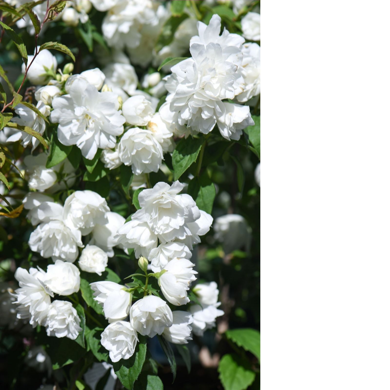 Thompson & Morgan Orange Philadelphus Virginal 3L Pot X 1