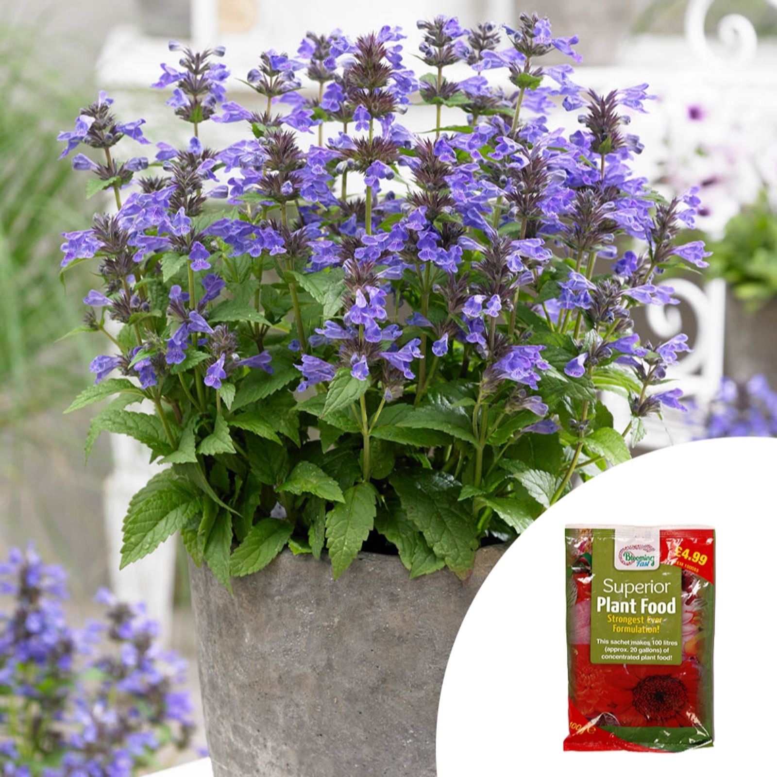 Yougarden Green/Grey/Lavender Nepeta Catmint 'Neptune' In 9Cm Pots & 100G Fertiliser