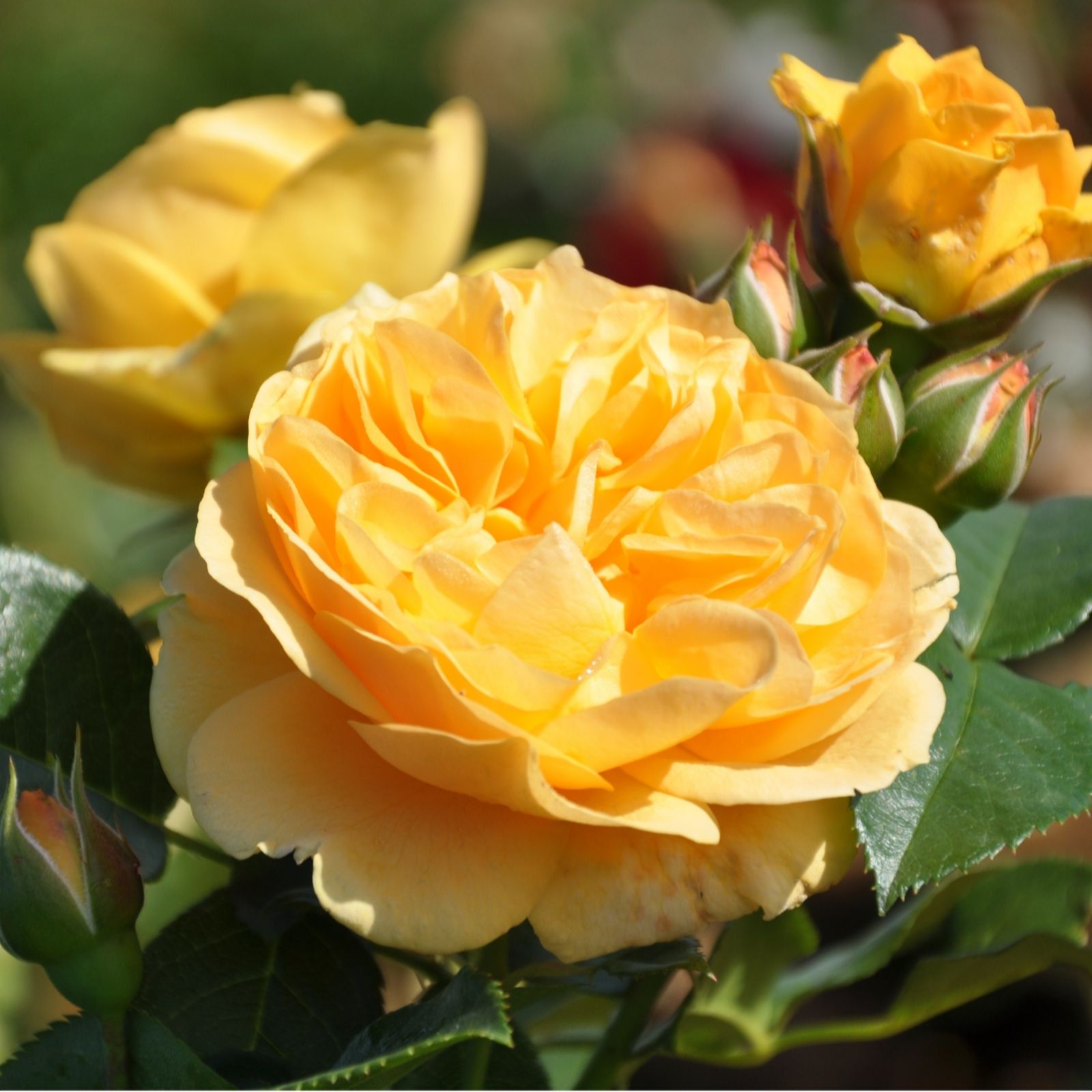 Plants 2 Gardens Purple Plants2gardens Rosa Standard 6Ltr