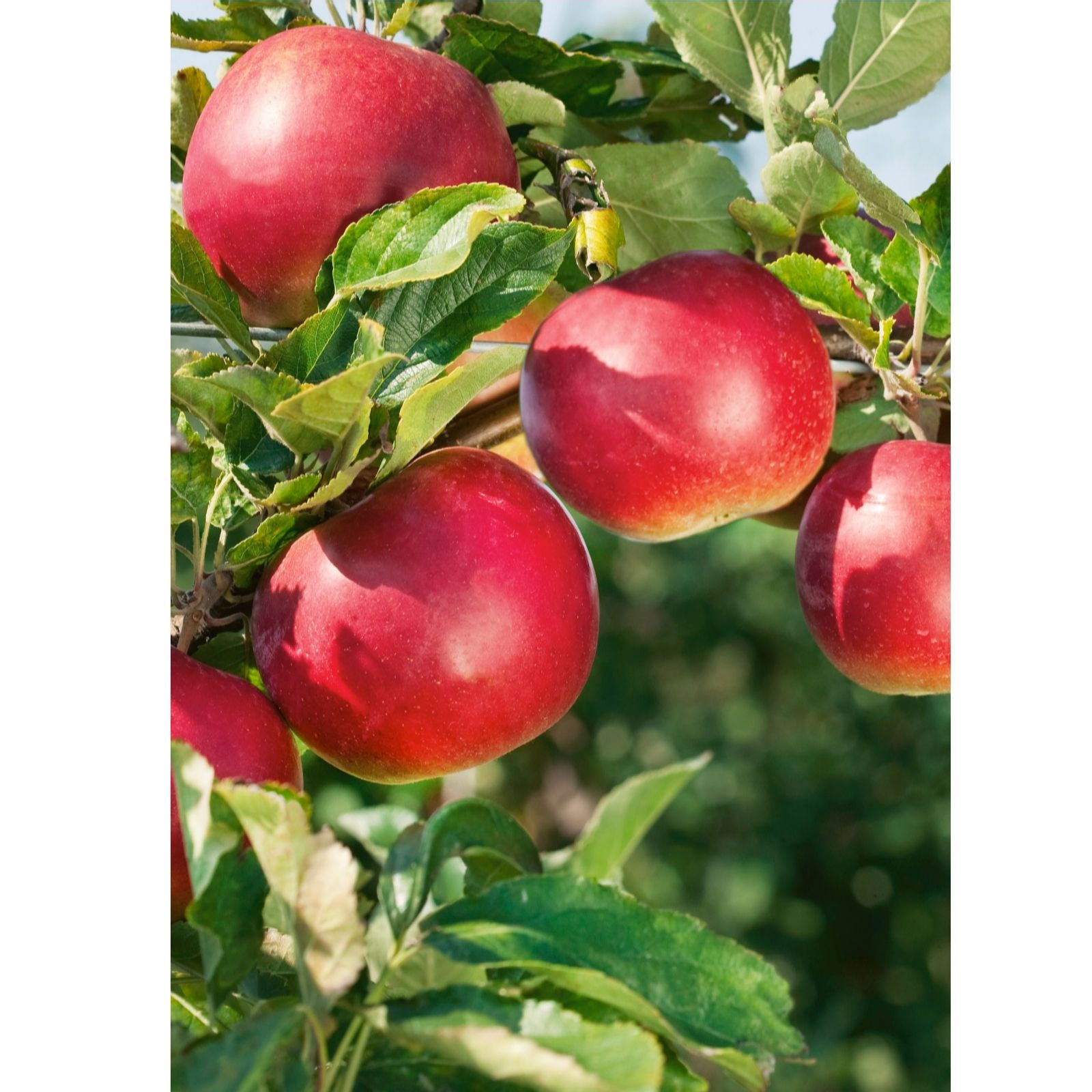 Plants 2 Gardens Plants2gardens Apple Bramley 7.5L