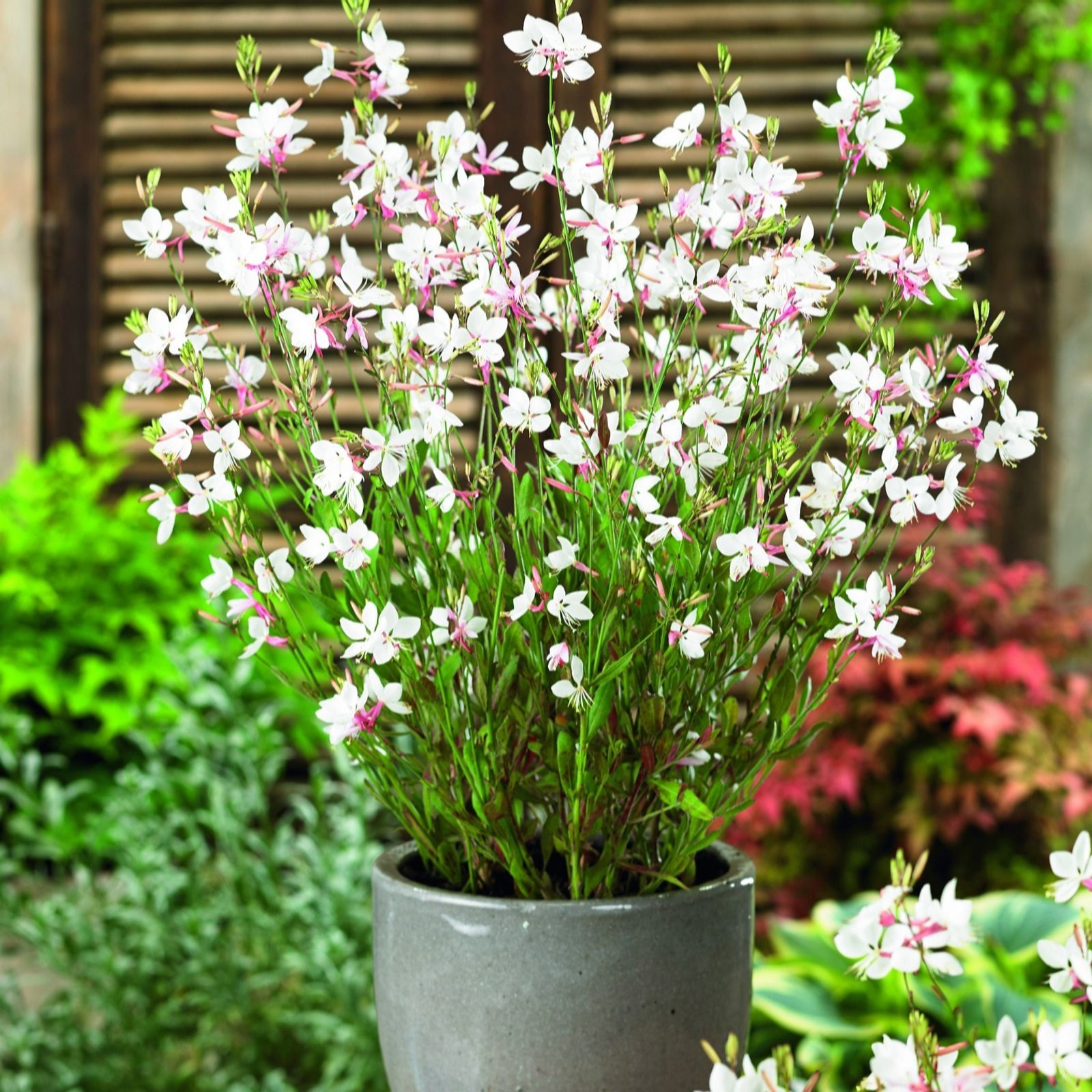 Plants 2 Gardens White Plants2gardens Gaura Gaudi 3 X 2L