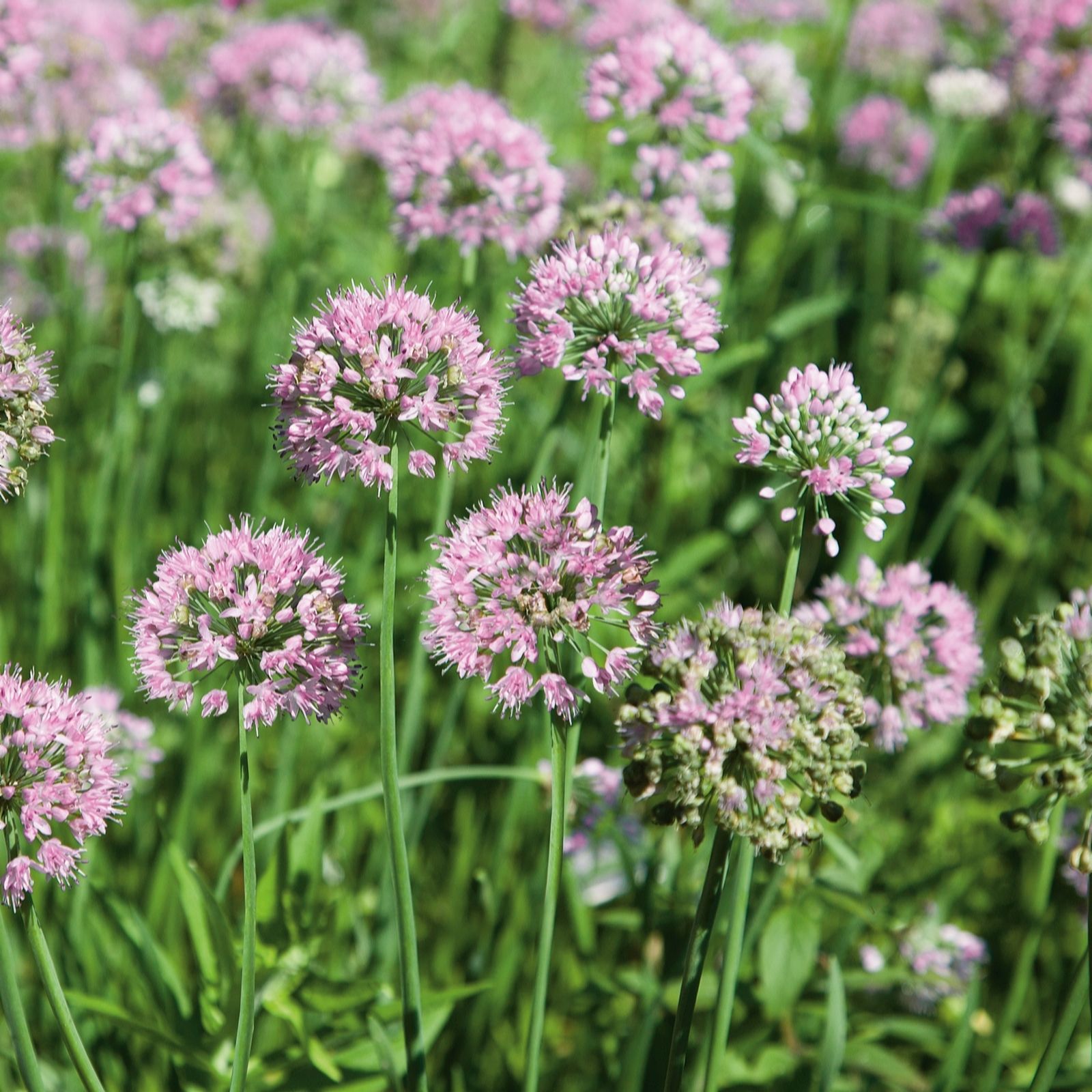 Plants 2 Gardens Purple Plants2gardens Allium Summer Beauty 2 X 2 Litre Pots