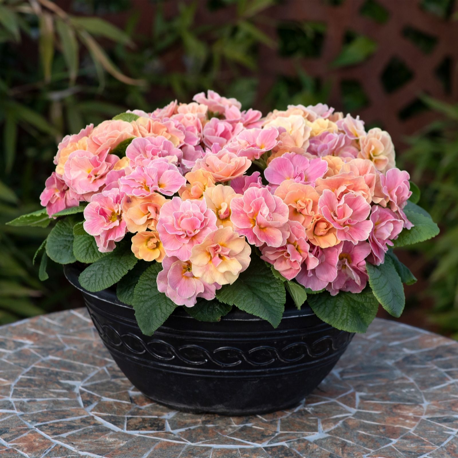 Richard Jackson Orange Primrose Mandarin Queen 5 X 6Cm Pots