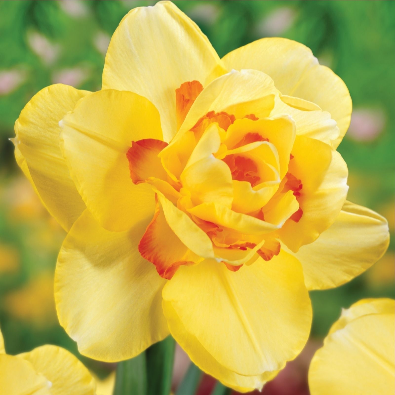 De Jager Dashing Double Daffodils X18