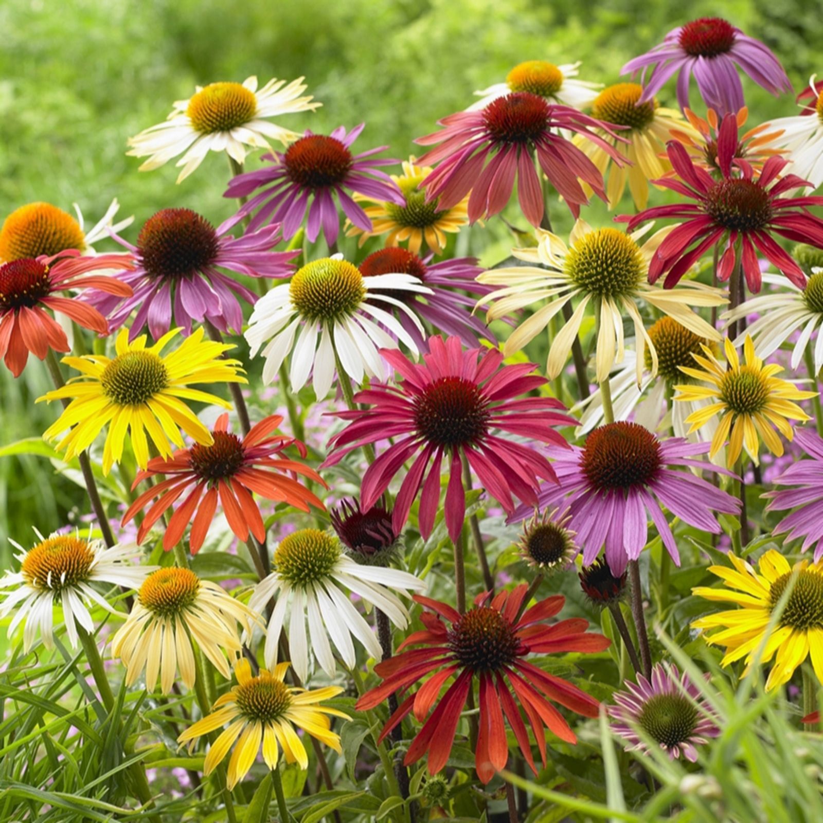 Yougarden Yellow/White/Orange Echinacea 'Cheyenne Spirit' Jumbo Plug Plants X6