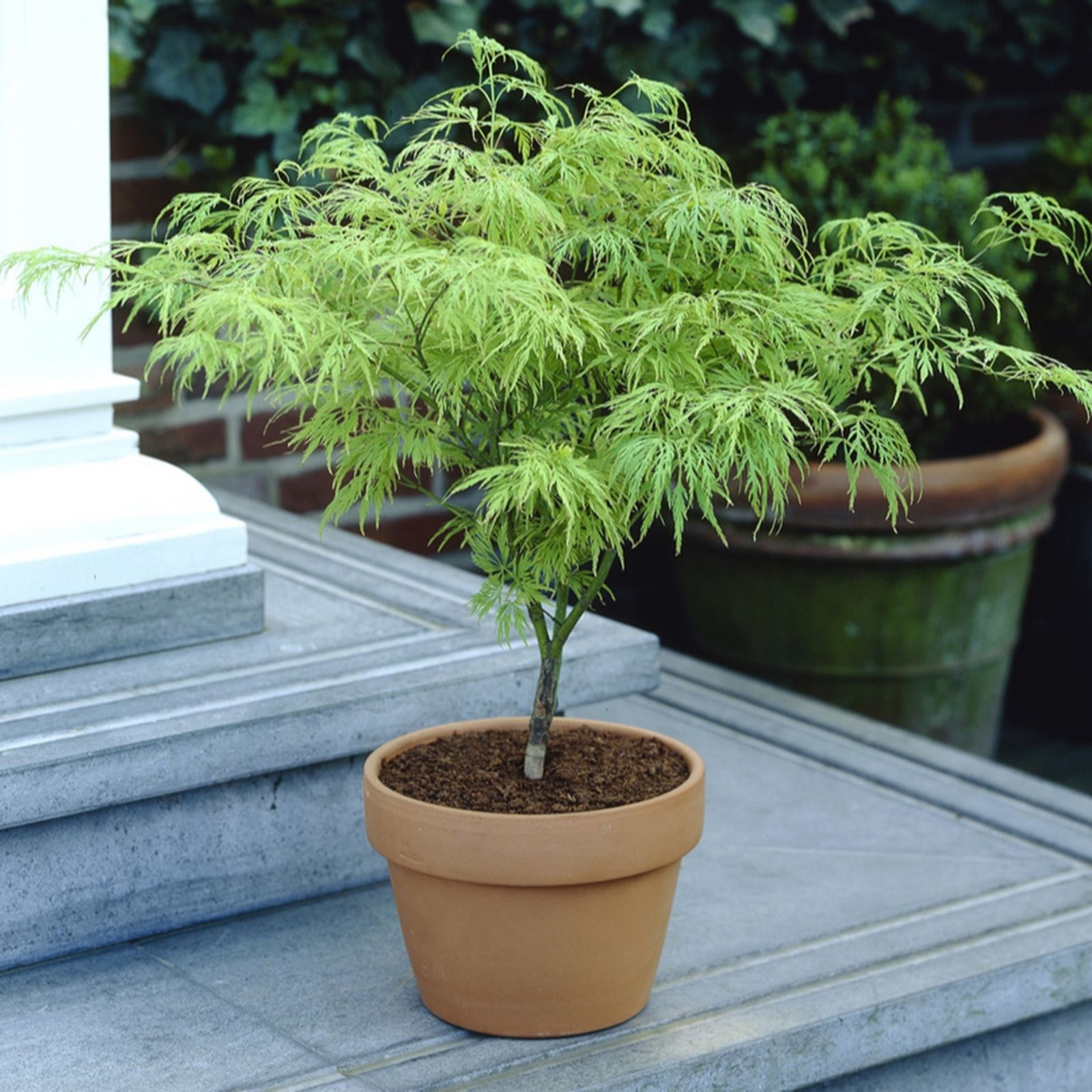 B&Q - Japanese Acer Palmatum Dissectum In A 3L Pot Green - Image 4