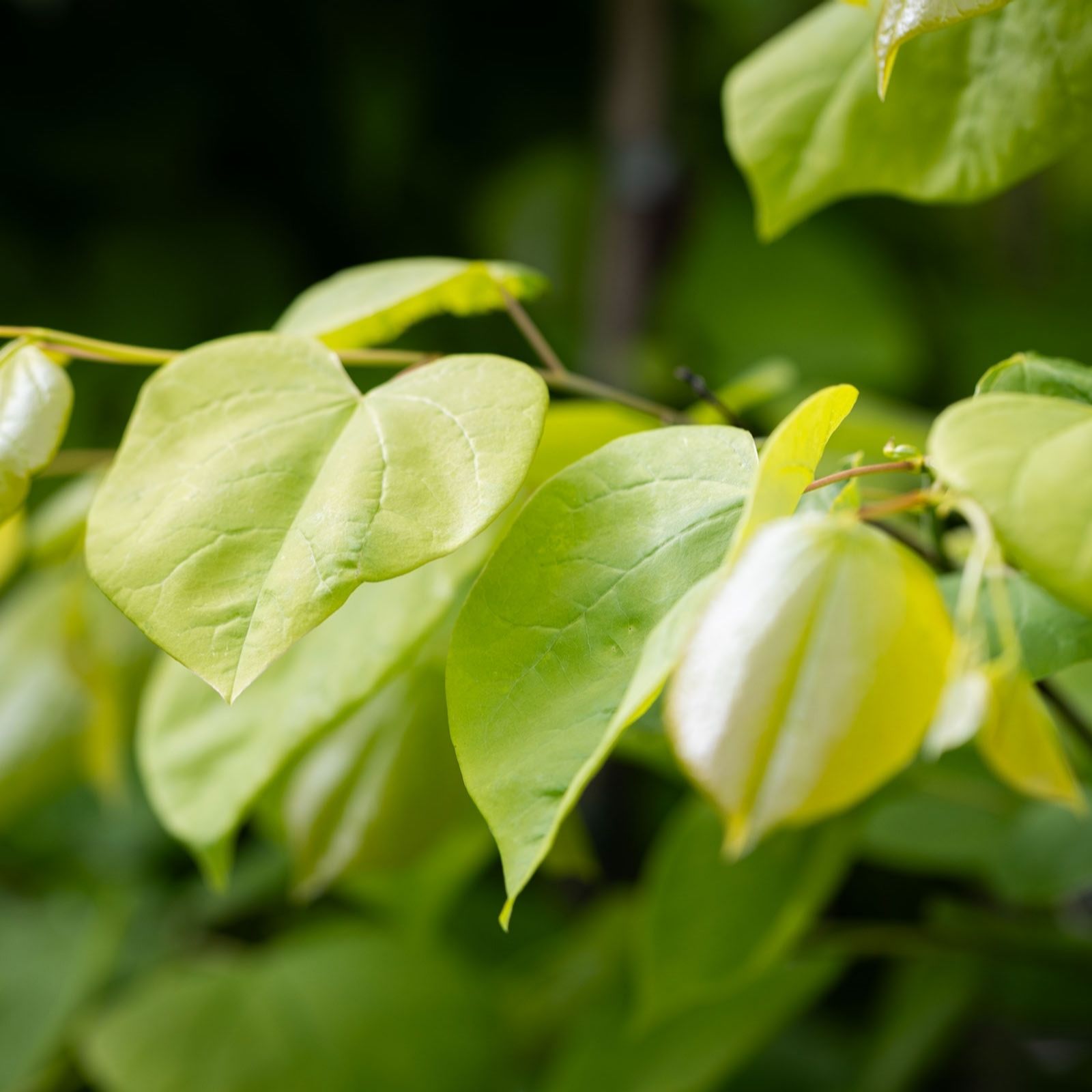 Frank P Matthews Gold Cercis Can Hearts Of In 12 Litre Container