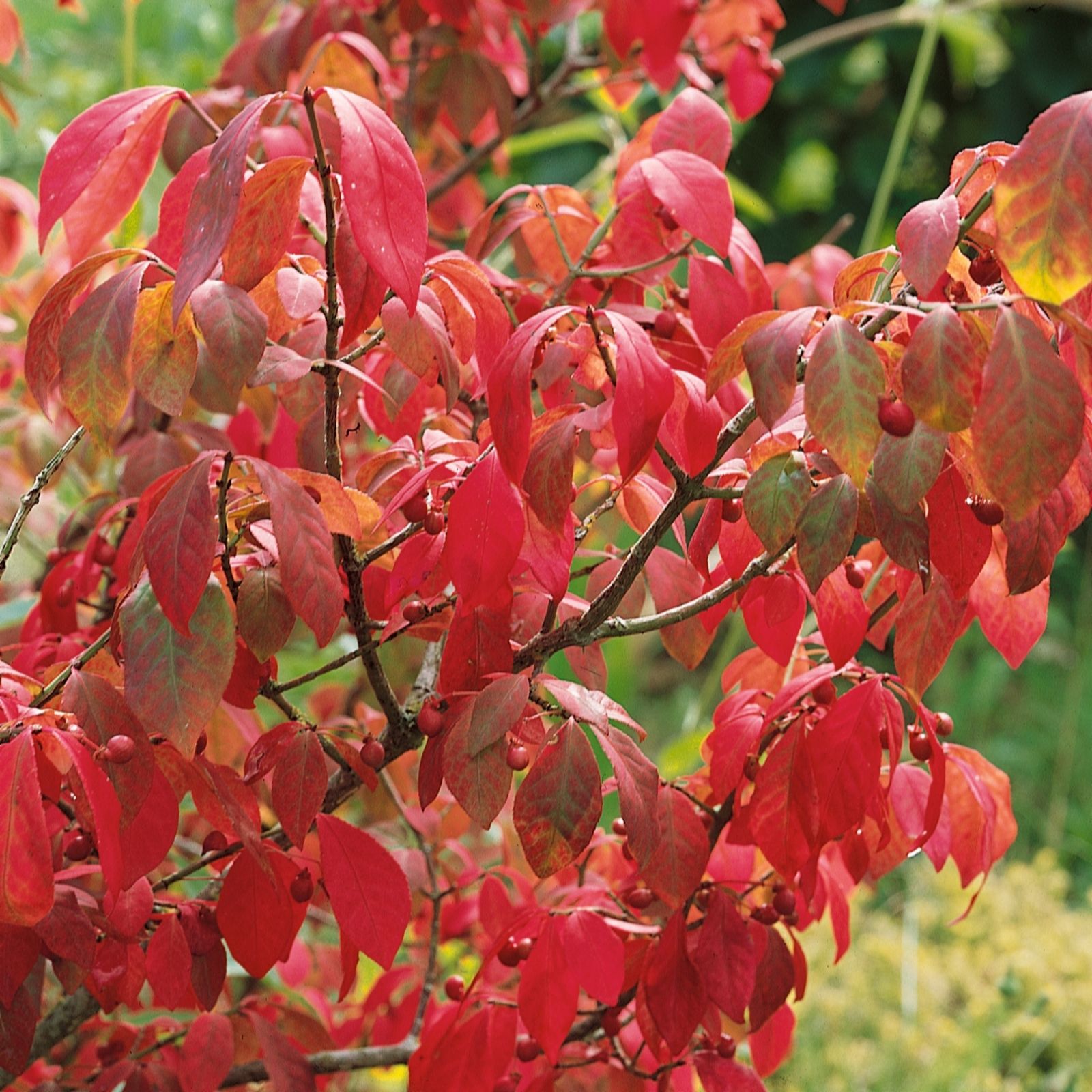 Plants 2 Gardens Green/Orange/Pink Plants2gardens Euonymus Alatus 3Ltr