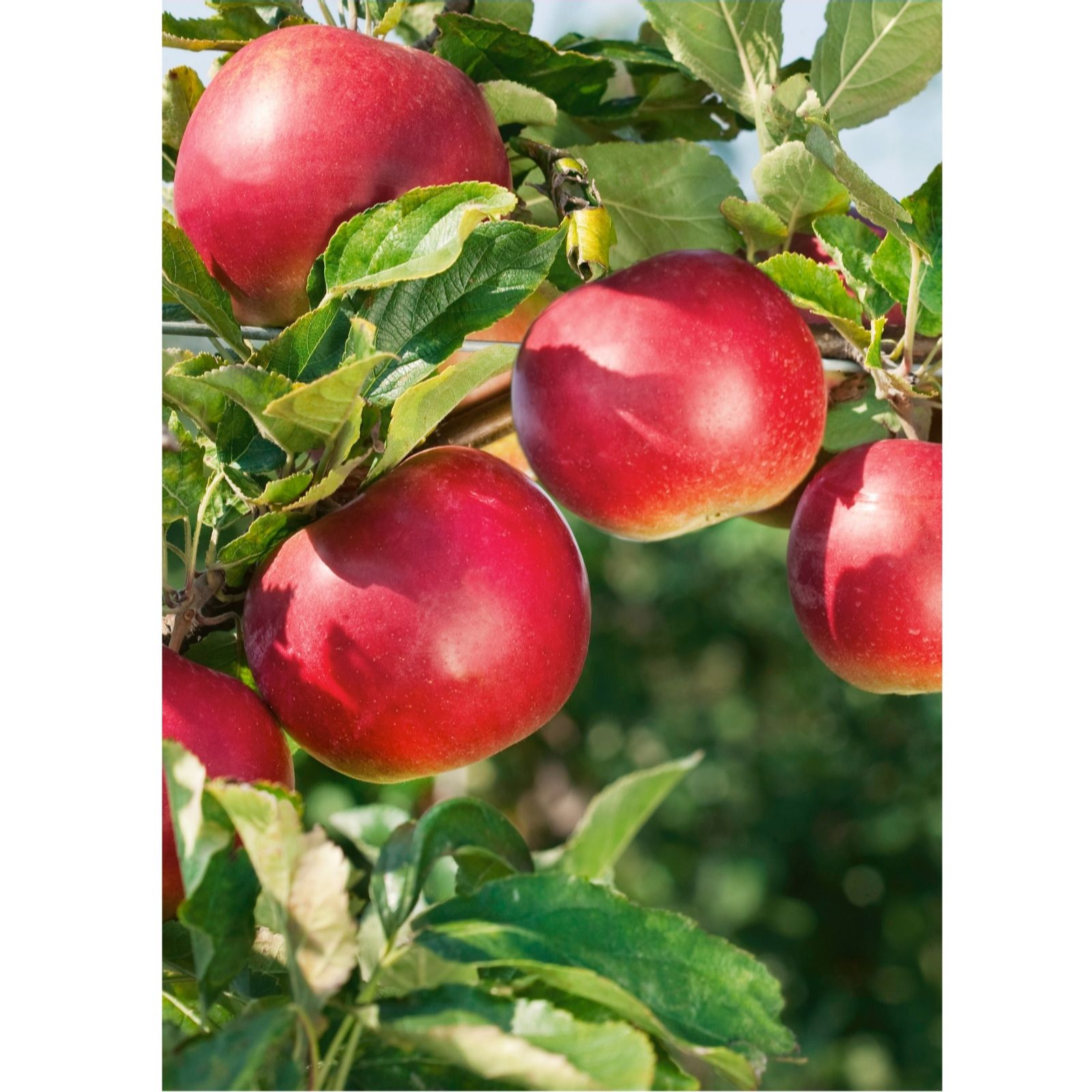 Plants 2 Gardens Red Plants2gardens Apple Falstaff 7.5L