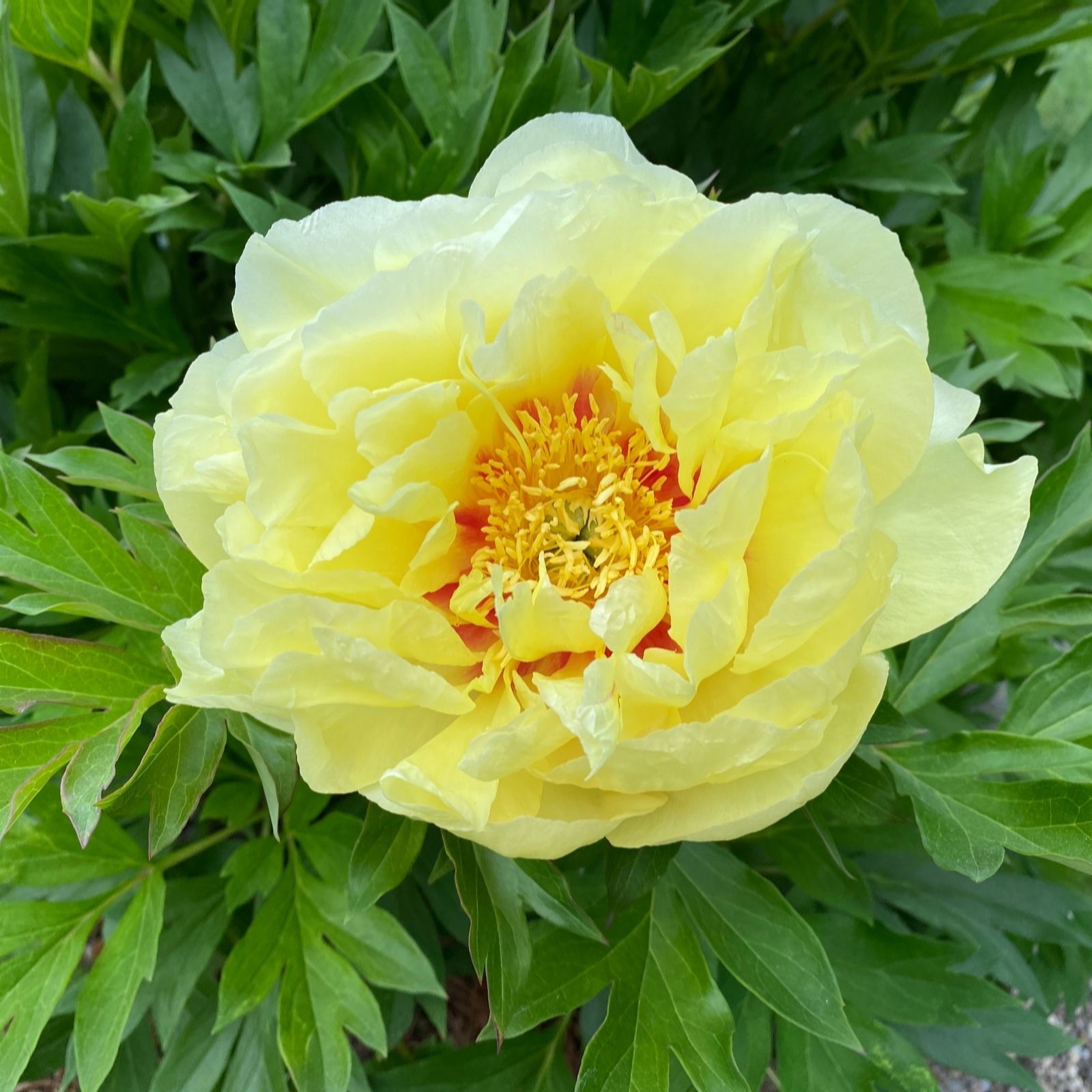 Suttons Paeonia Itoh Bartzella 3.6 Litre Pot x 1