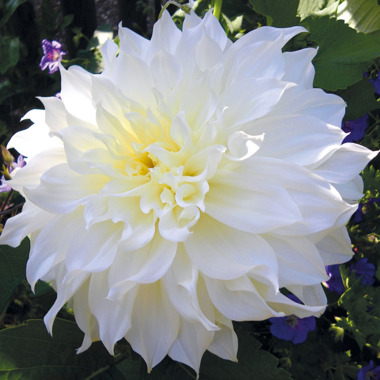 Richard Jackson White Dinner Plate Dahlia 3 Tubers