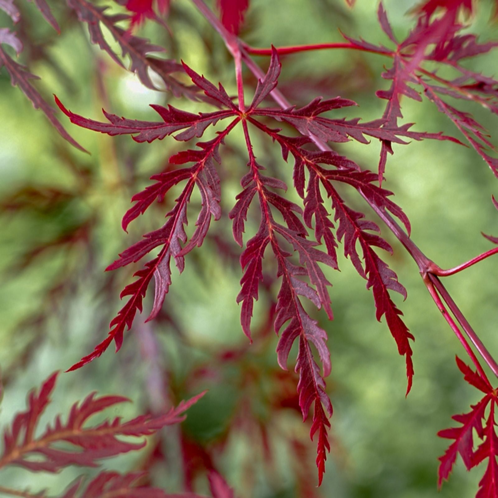 Yougarden Burgundy/Red Acer Palmatum 'Garnet' In A 3L Pot