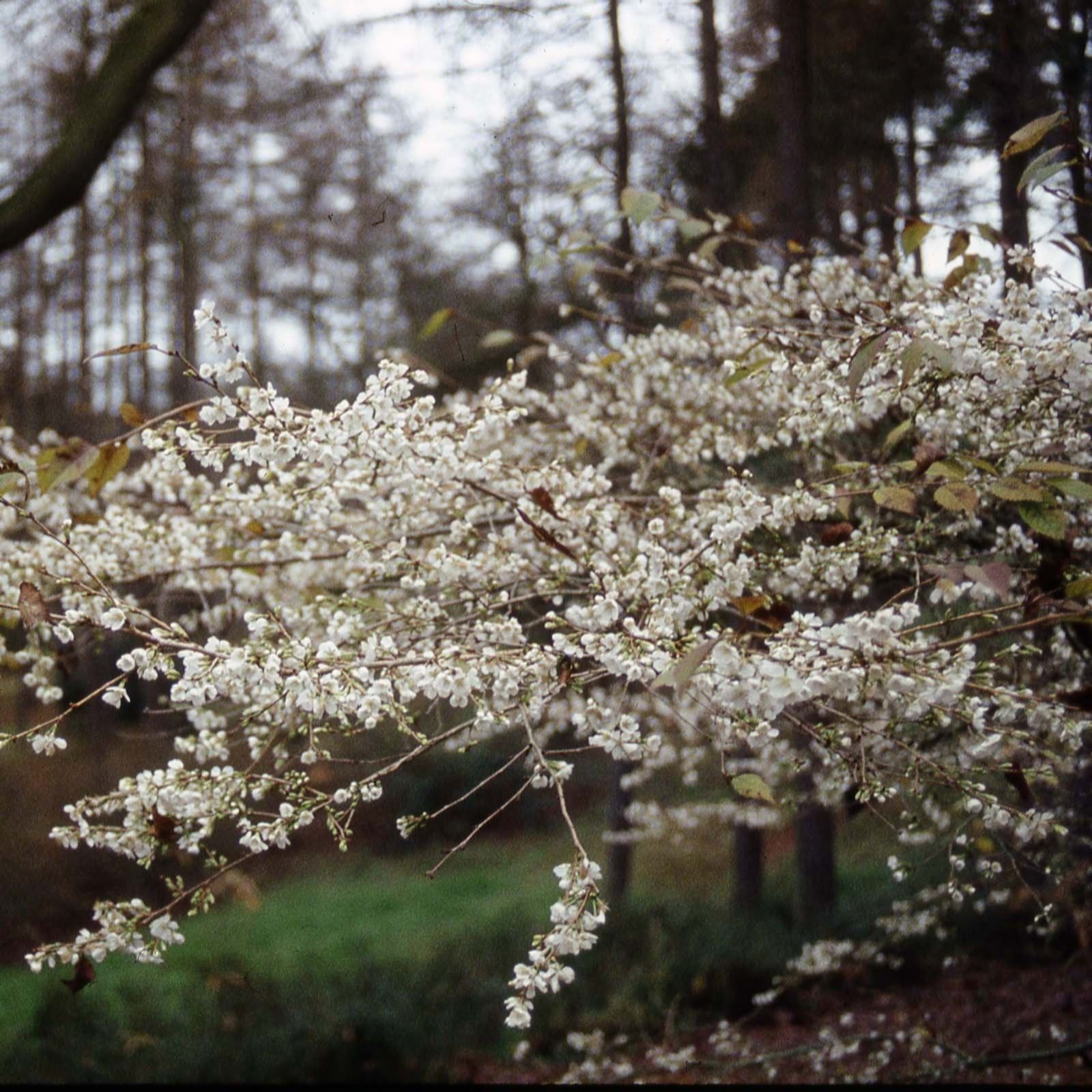 Frank P Matthews White/Green/Golden Prunus X Yedoensis Bare Root Tree