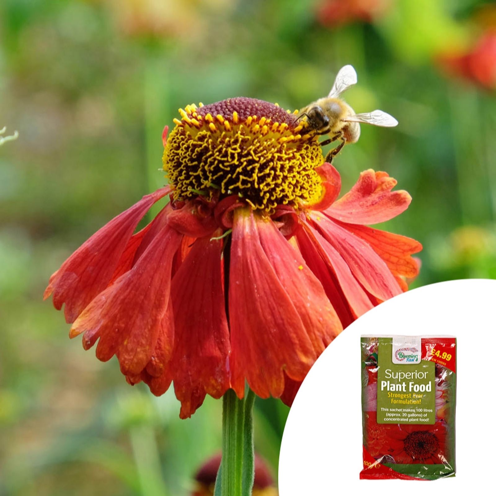 Yougarden Red Helenium 'Moerheim Beauty' In 9Cm Pots X3 & 100G Fertiliser