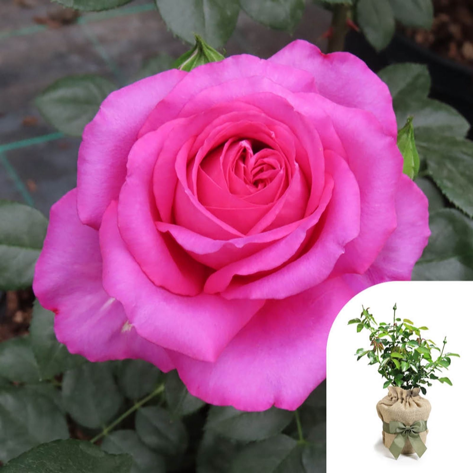 B&Q -  Harkness 'fab At 70'  Birthday RosePotted In A 4 Litre PotGarden ReadyBirthday 70Th Gift - Image 2