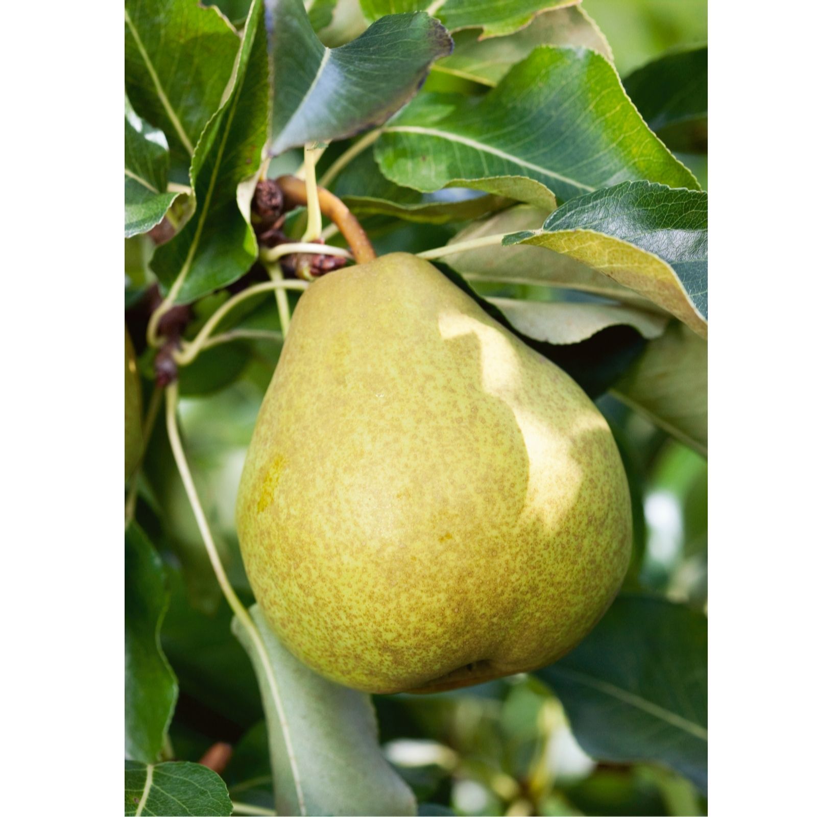 Plants 2 Gardens Pear Beth 7.5Ltr