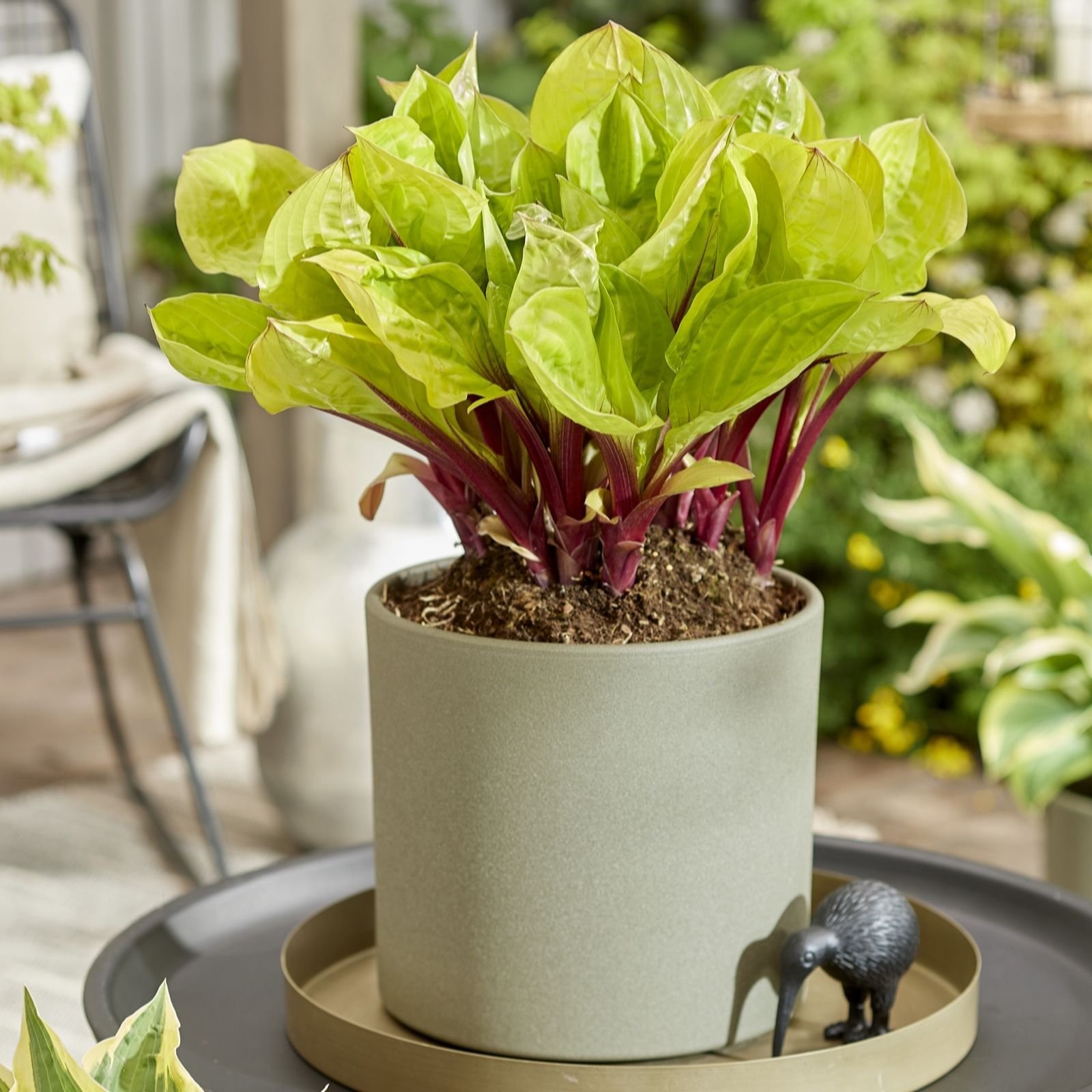 Hayloft Plants Purple/Light Hosta Lemon Snap X 3 Bare Root
