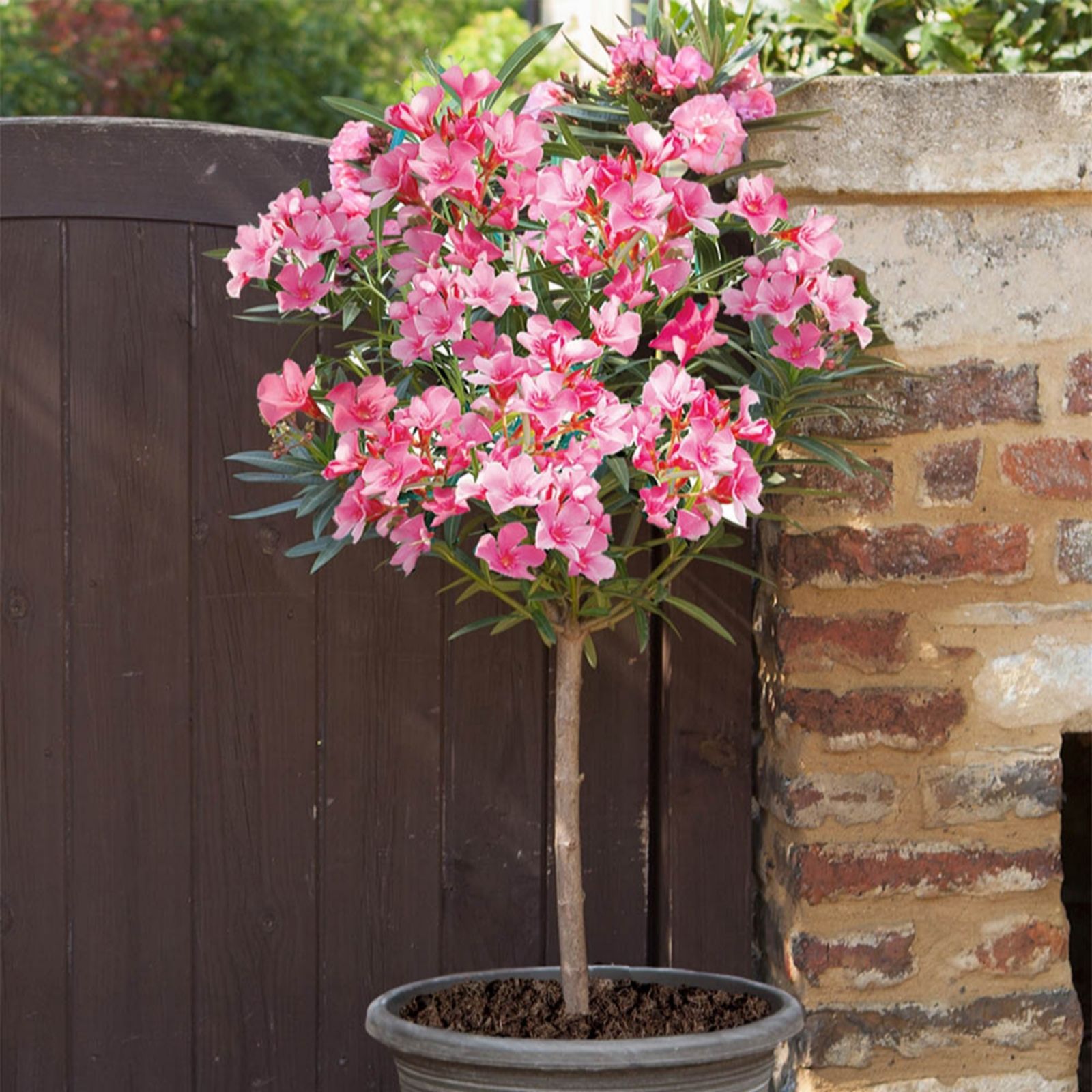 Yougarden Pink Pair Of Oleander Standard Shades Of