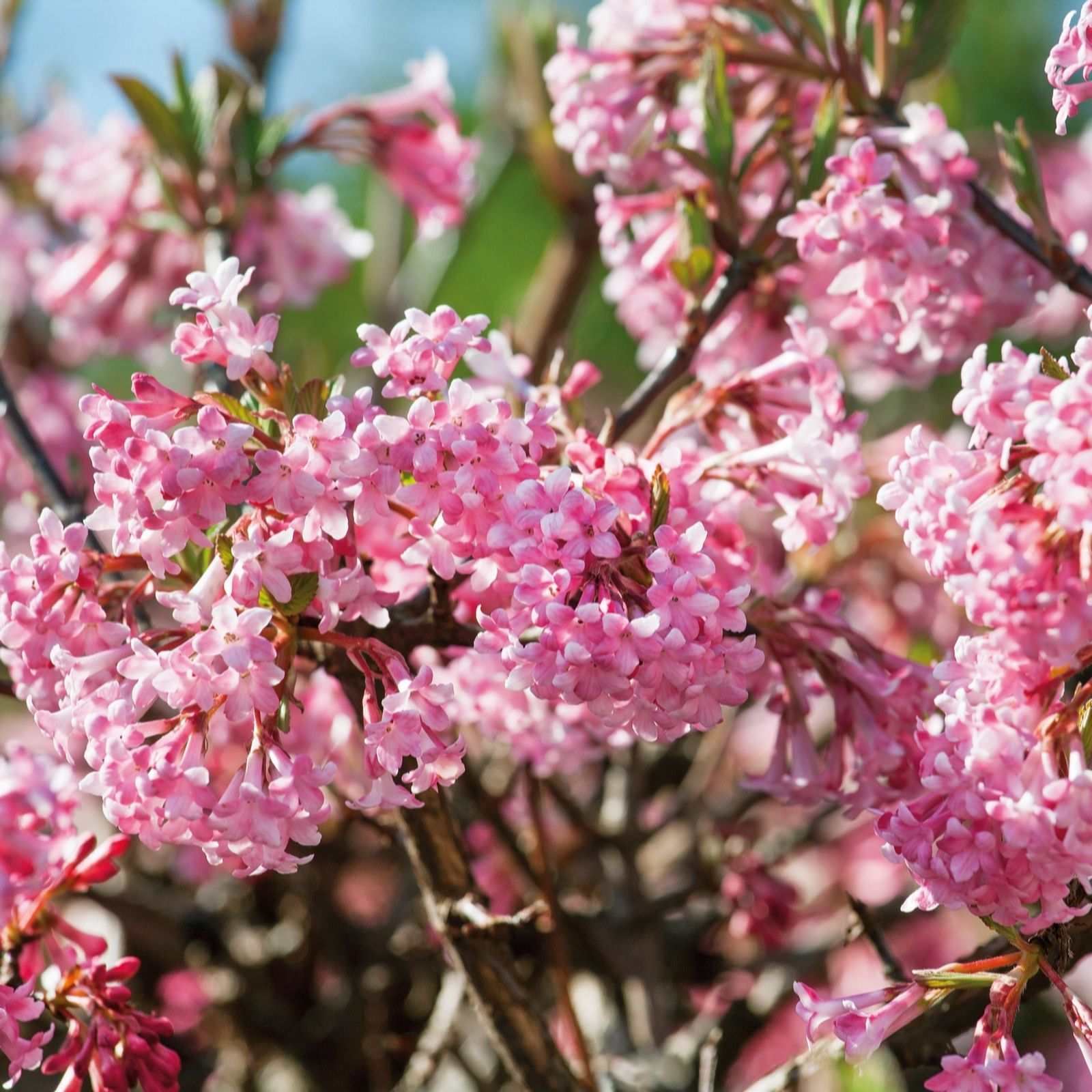 Plants 2 Gardens Pink/White/Purple Plants2gardens Viburnum Bodnantese 3Ltr