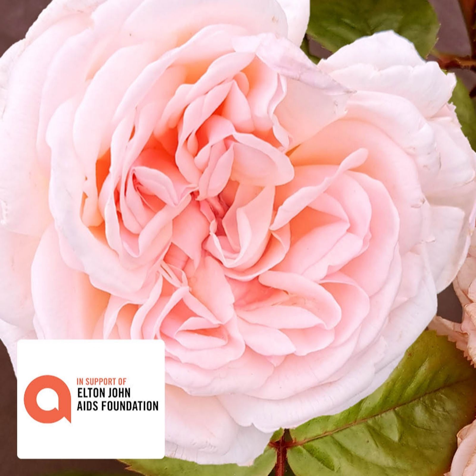 Harkness Roses Rose' Elton John Aids Foundation' In A 4L Pot