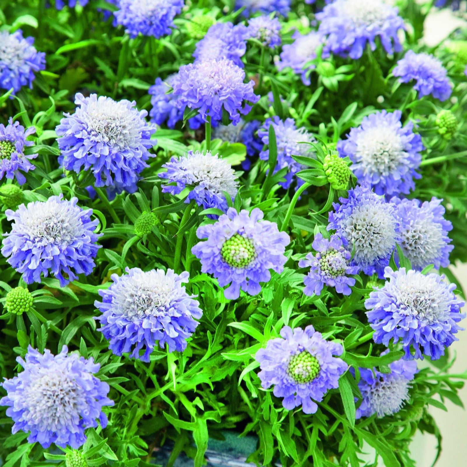 Plants 2 Gardens Blue Plants2gardens Scabious Note 3 X 2Ltr