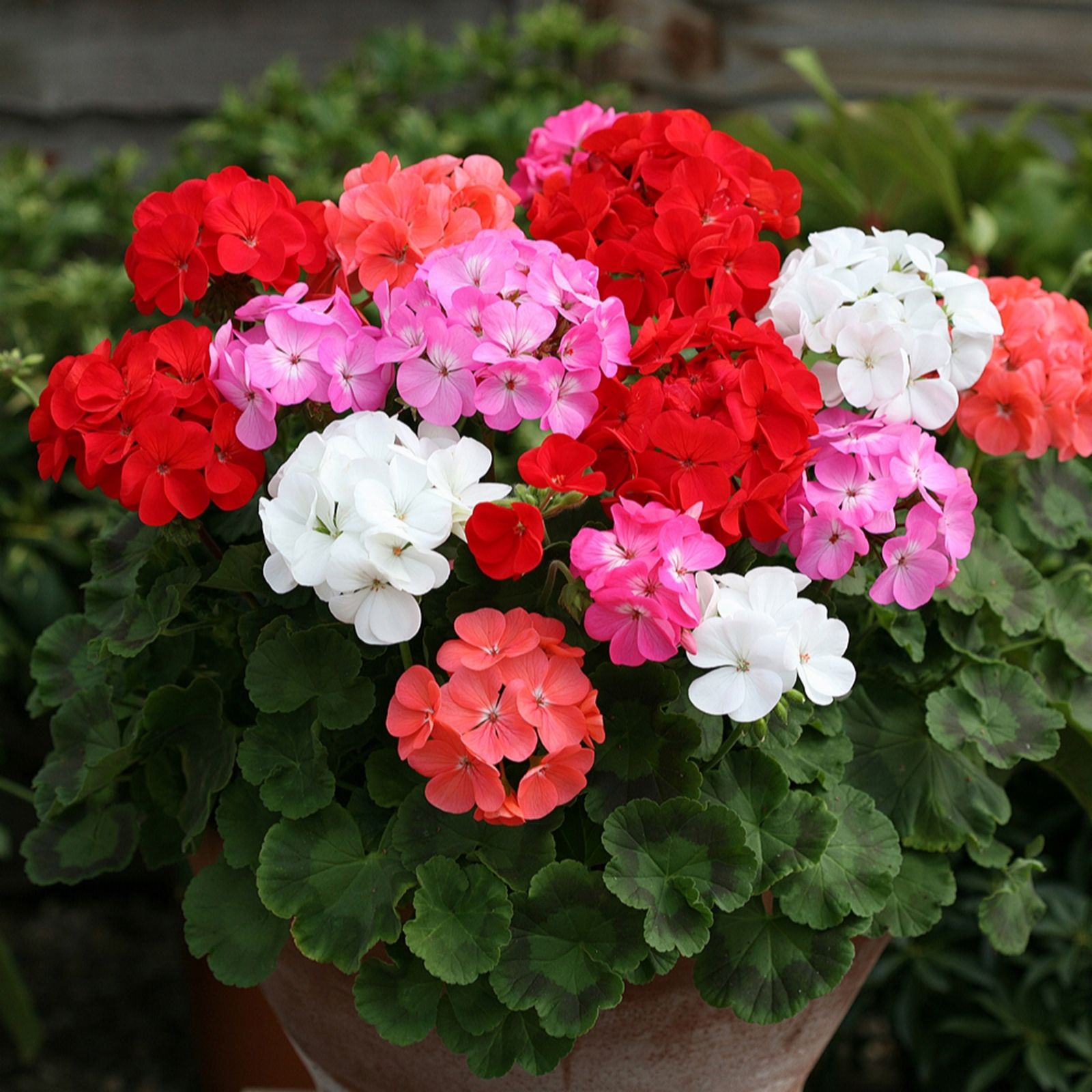 Yougarden Red/Peach/Pink Geranium Cabaret Mix Garden Ready Plants X20