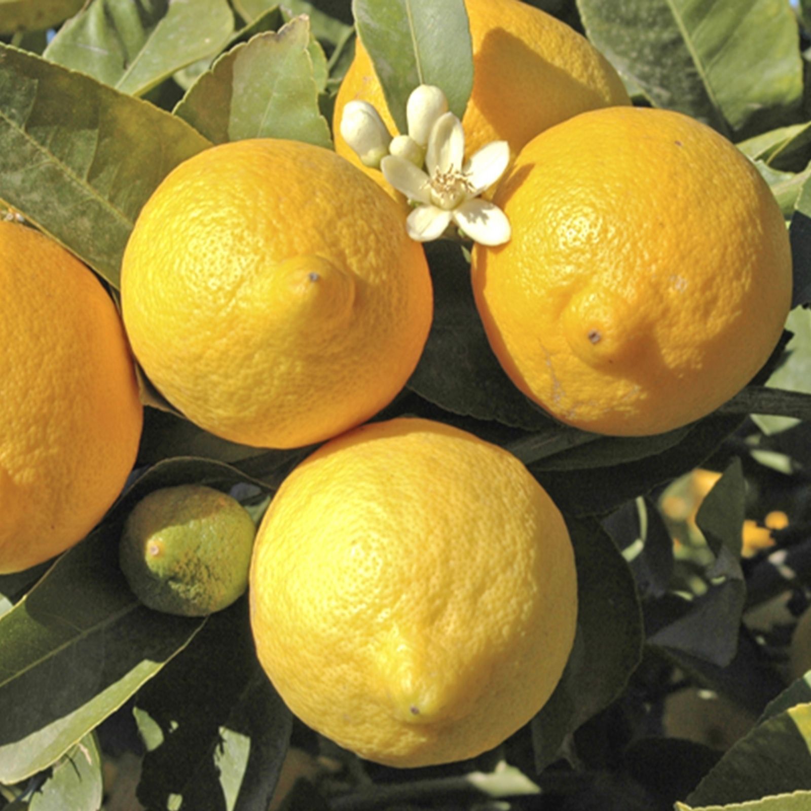 Yougarden White Citrus Lemon 4L Pot