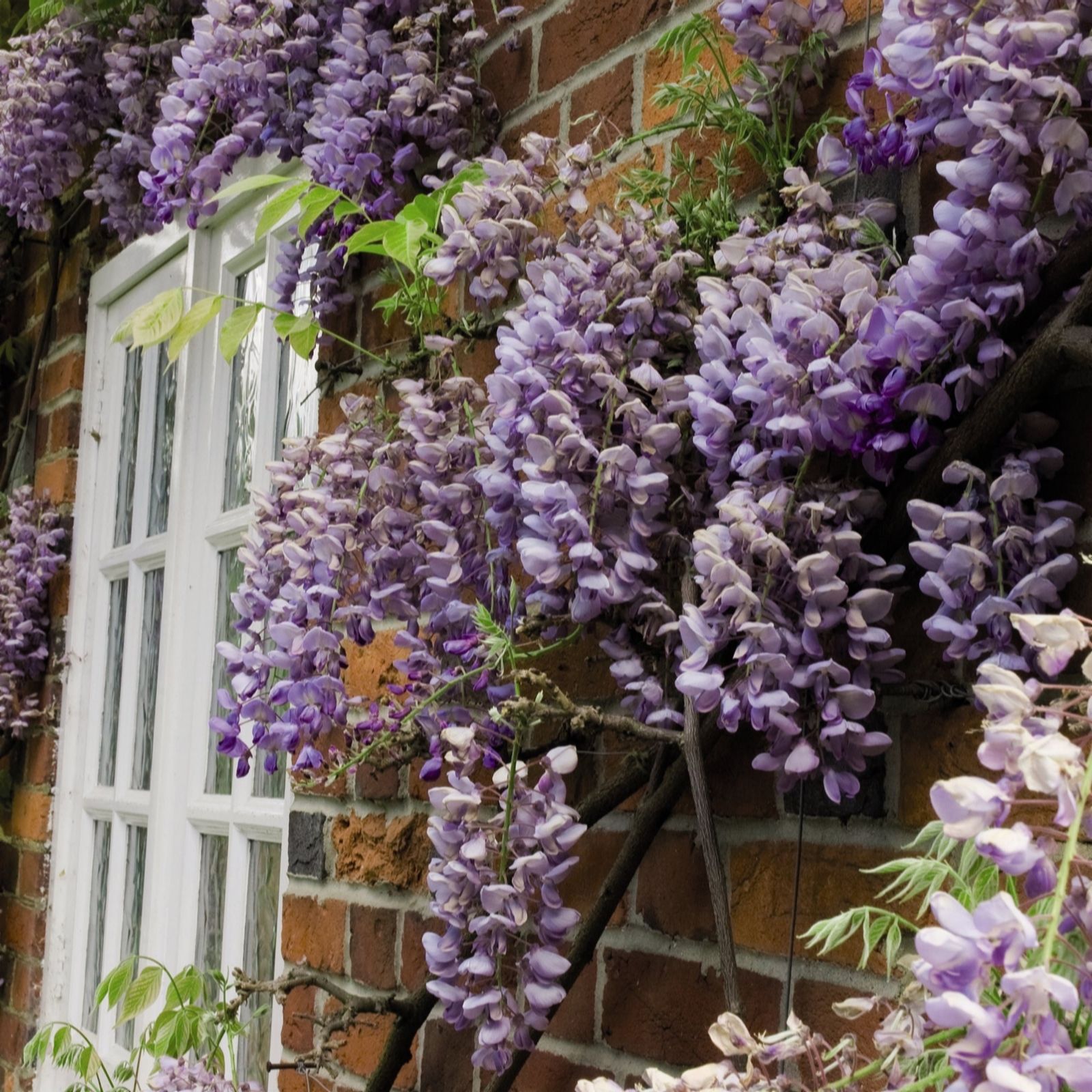 Thompson & Morgan Thompson And Morgan Wisteria Sinensis Plant In Pot 9Cm 2 Pack - Image 3