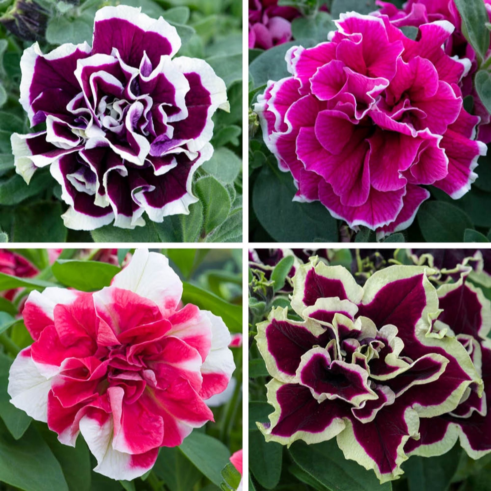 Yougarden Tumbelina Ruffles Plug Plant Collection X24