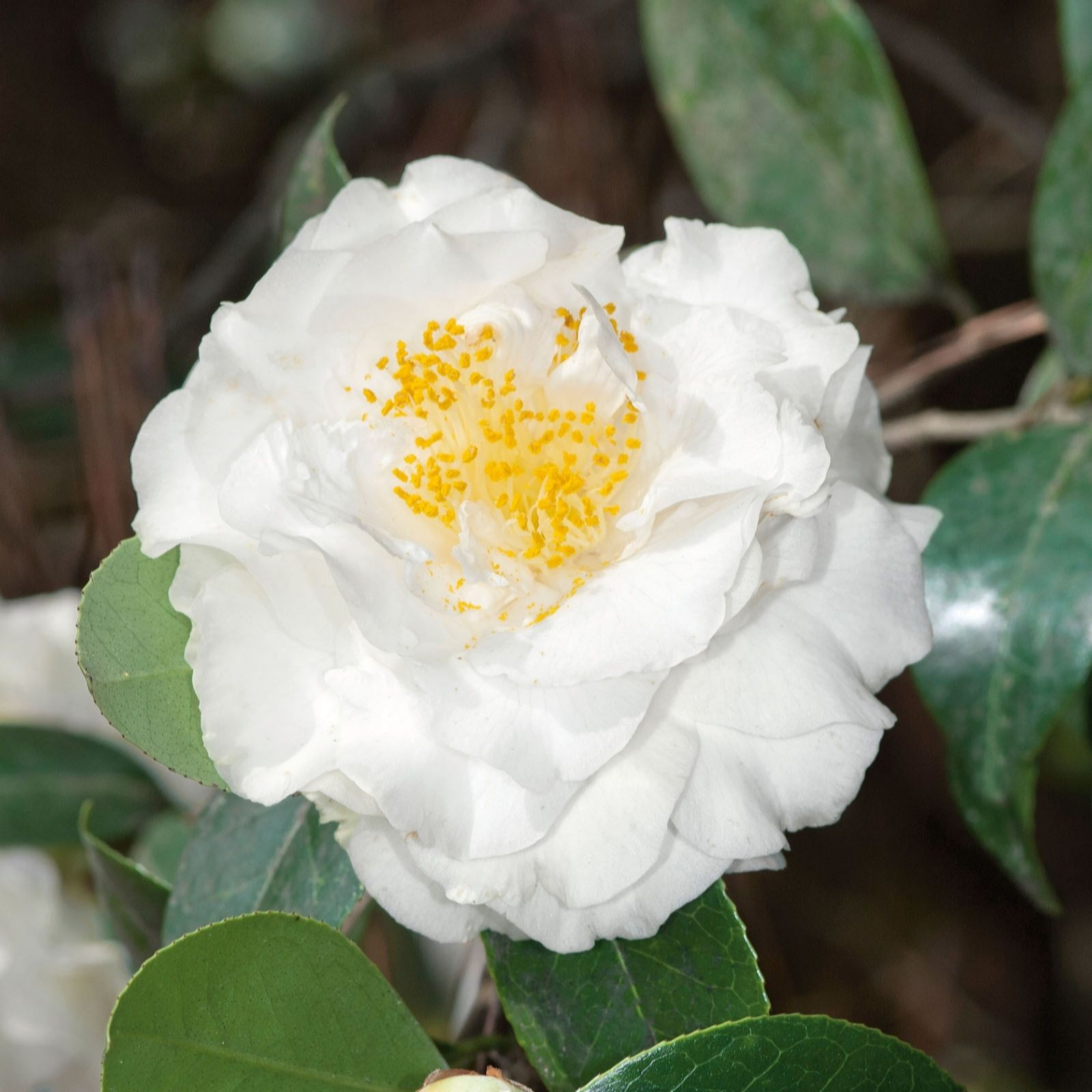 Plants 2 Gardens Silver Plants2gardens Camellia Anniversary 3Ltr