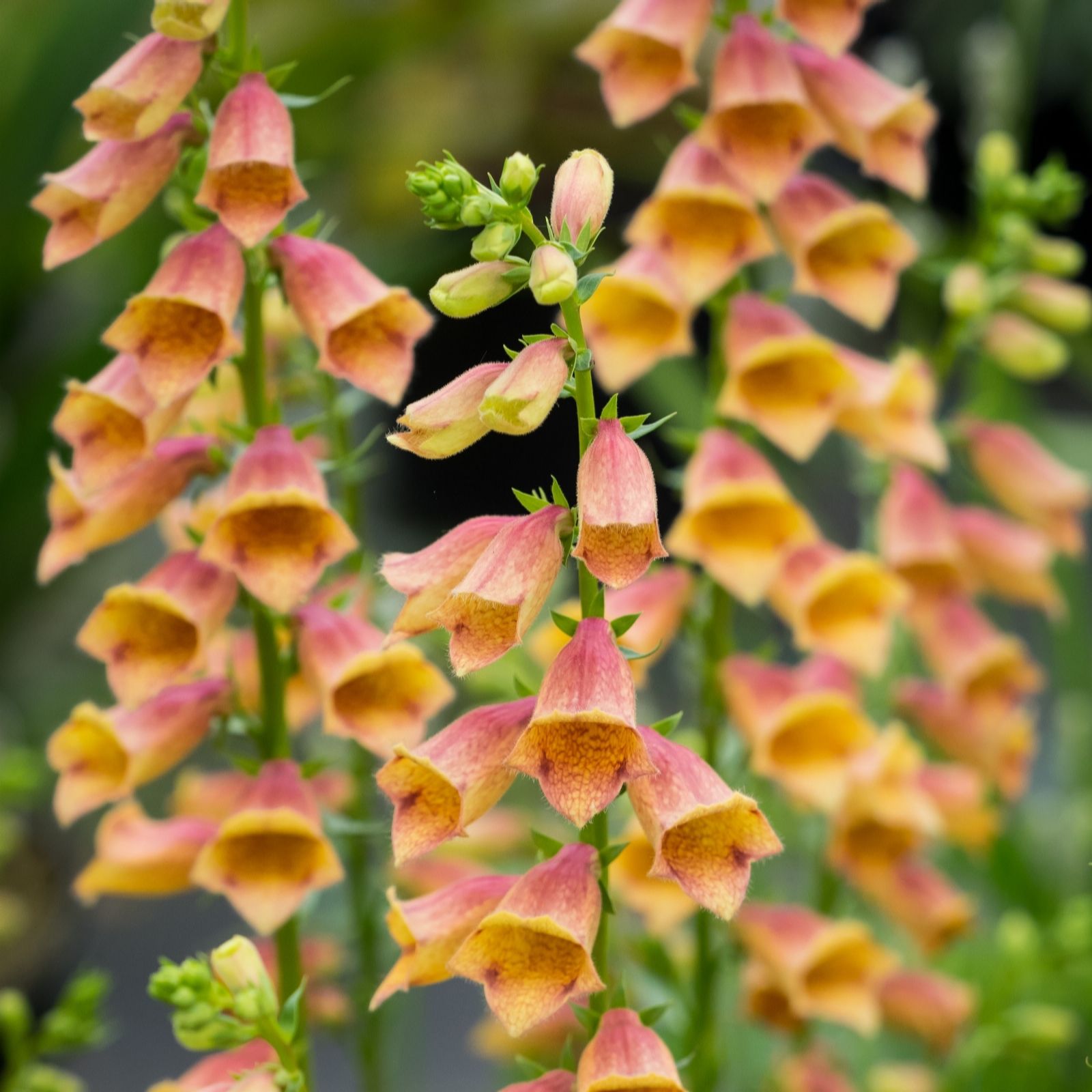 Plants 2 Gardens Plants2garden Digitalis Goldcrest 3 X 9Cm
