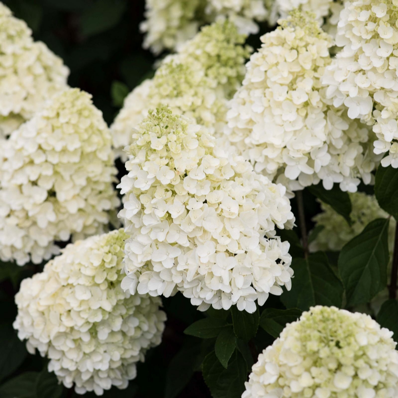 Hydrangea Paniculata Living Summer Snow Plant Pot 12Cm White/Light Thompson & Morgan - Image 3