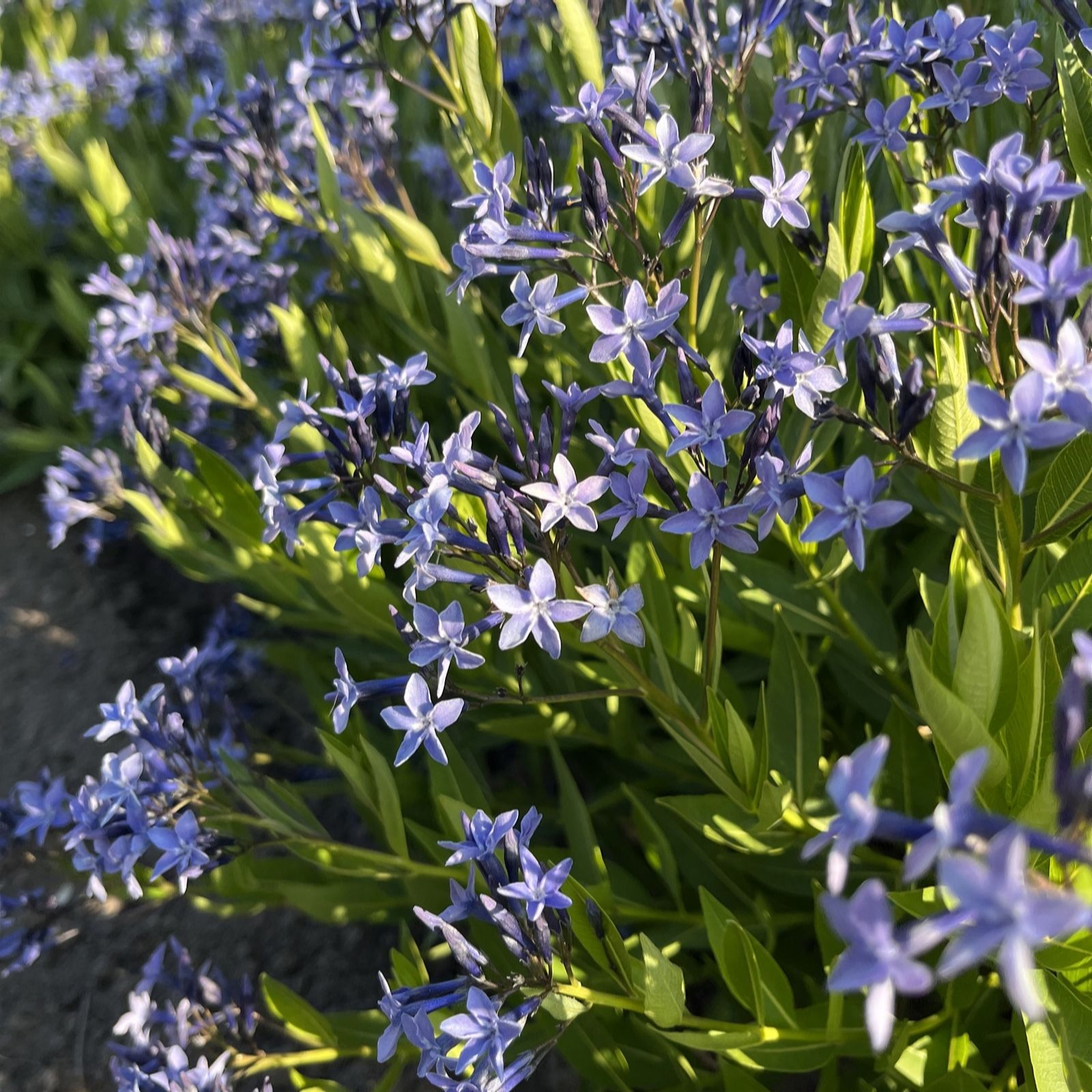 Hayloft Plants Blue Amsonia Ice 3X 9Cm Pots
