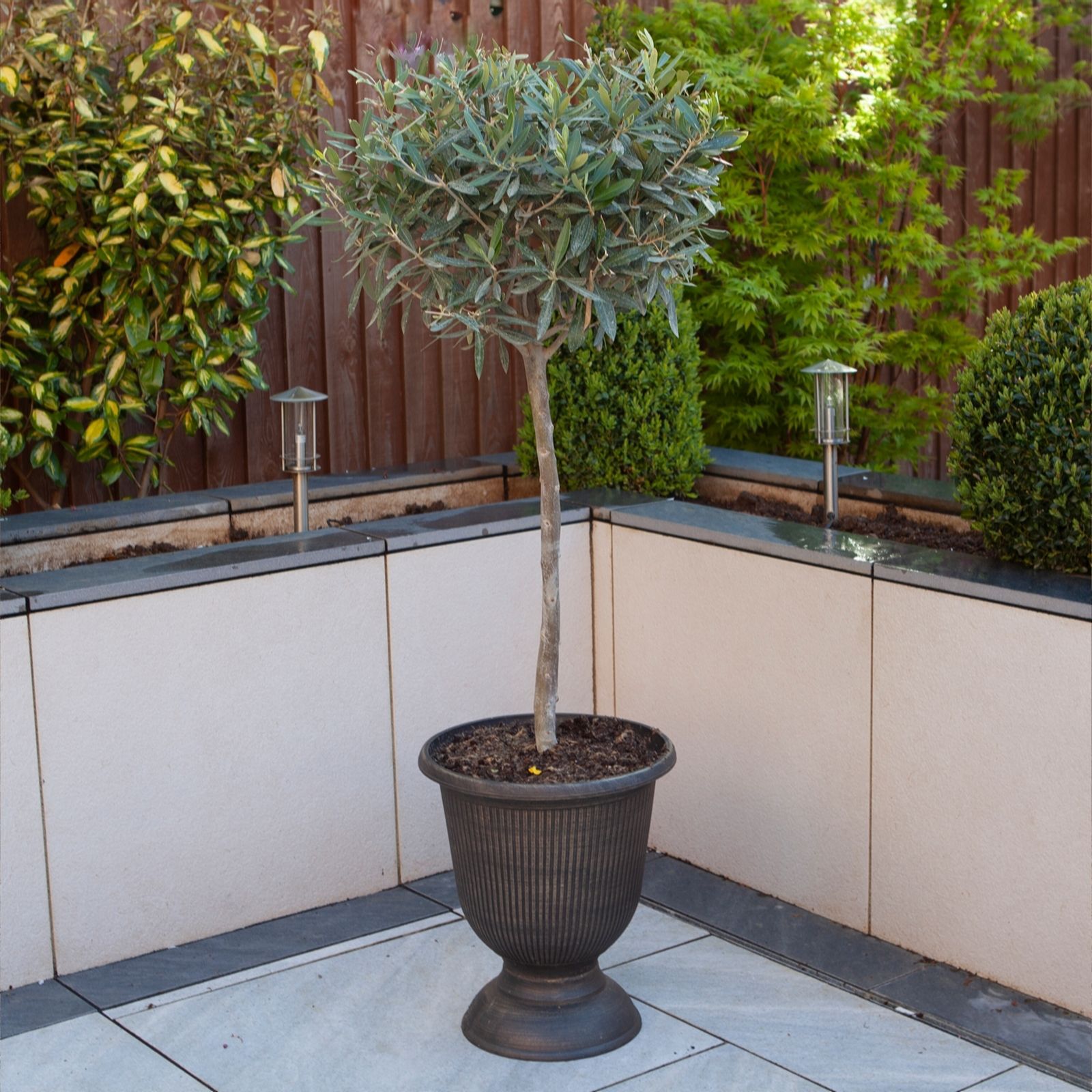 B&Q -  Hardy Ornamental Olive Tree Standard 80-90Cm TallMediterranean Olive Tree For Gardens Patios And Decking - Image 8