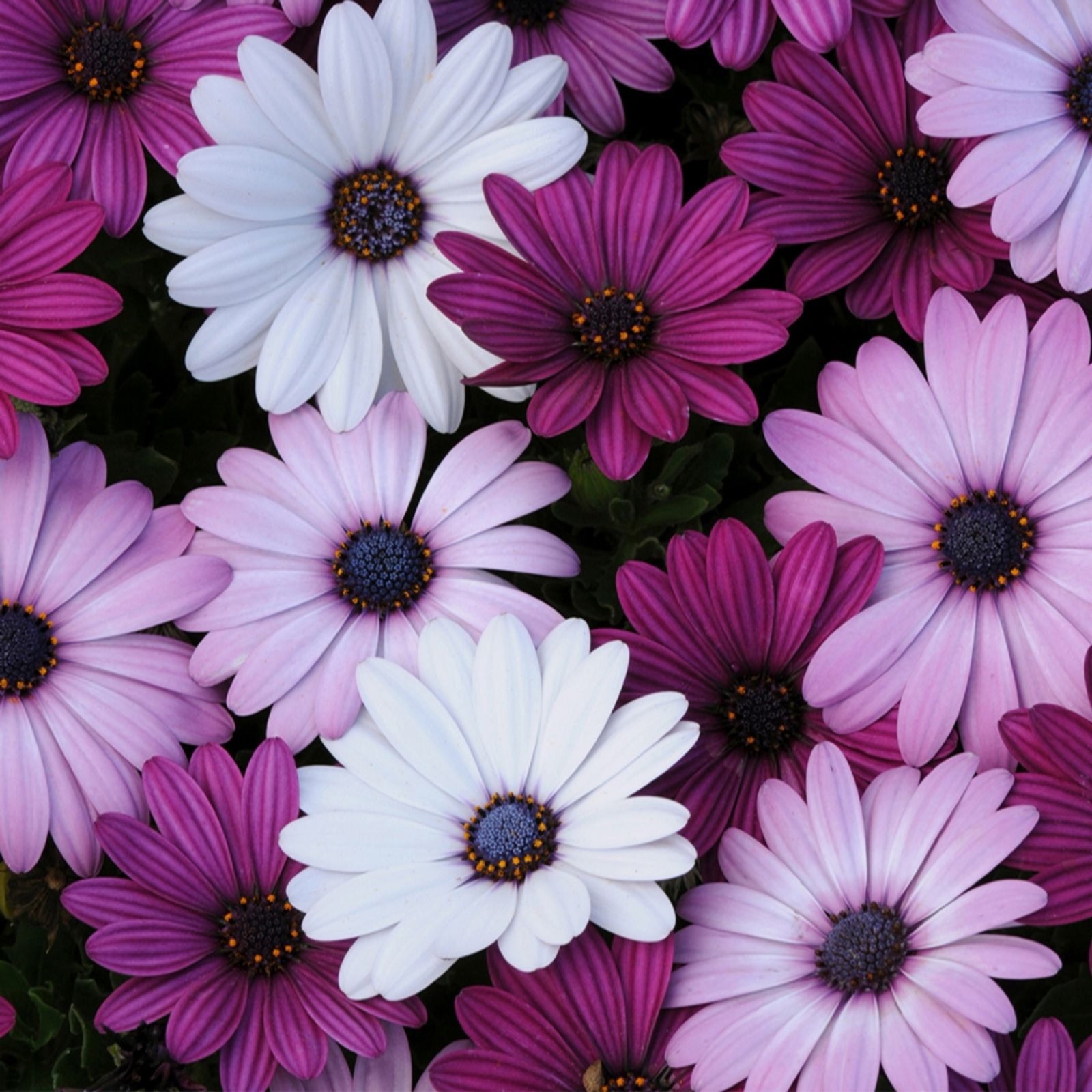 Yougarden Cream Osteospermum Akila Berries & Plug Plants X6