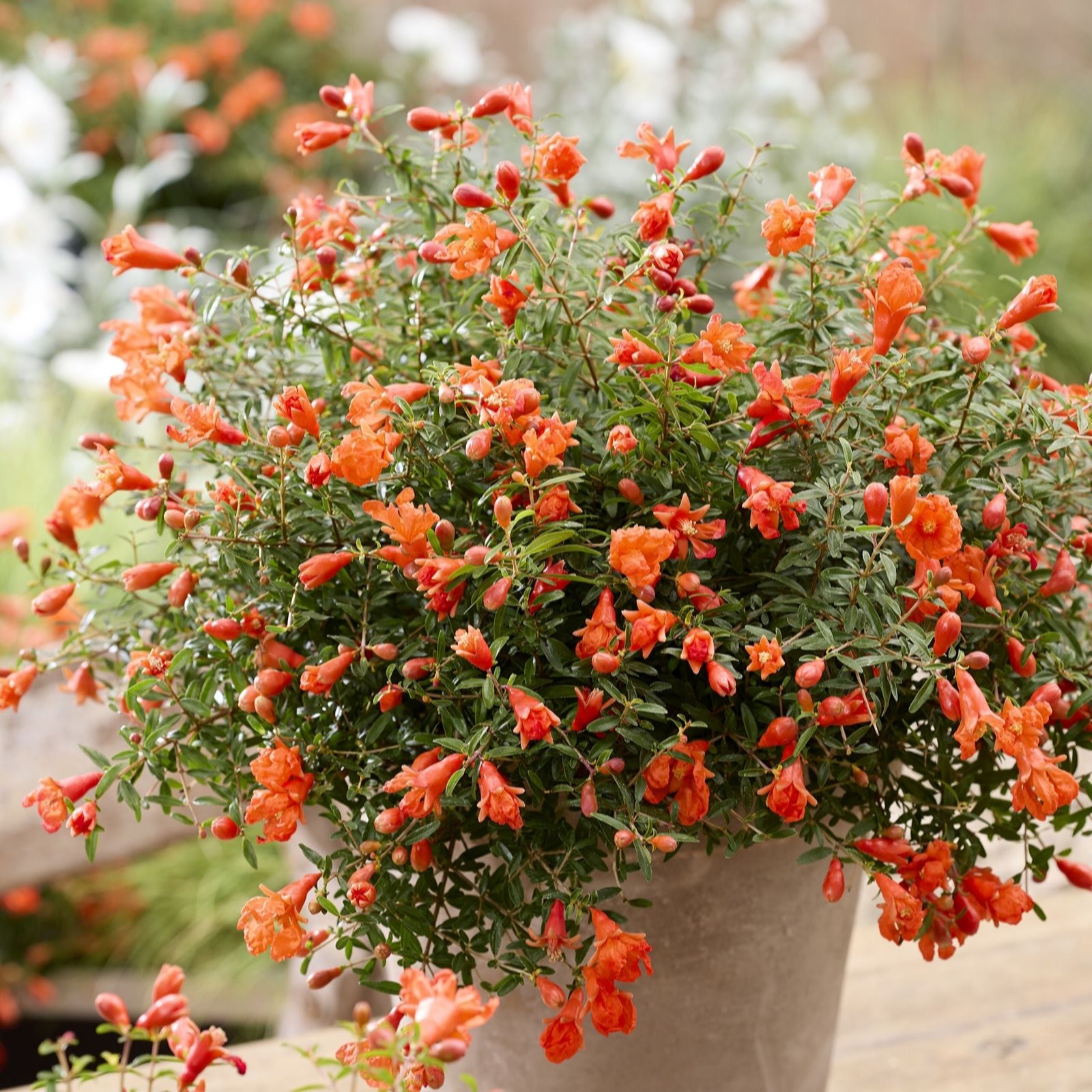 Hayloft Plants Orange/Red Compact Ornamental Pomegranate 1 X 12Cm Pot