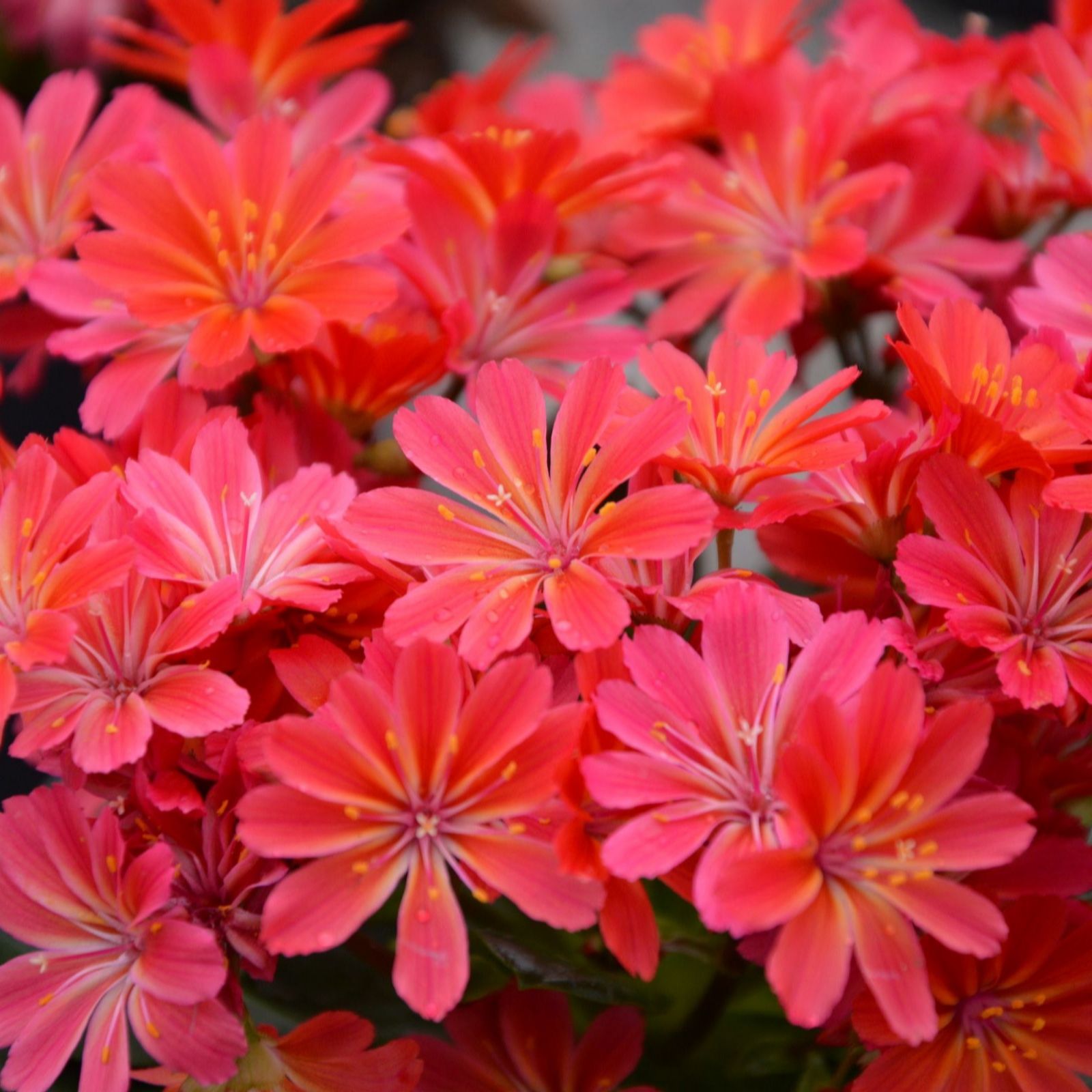 Thompson & Morgan Lewisia Sunset Shades 9cm Pot x 2
